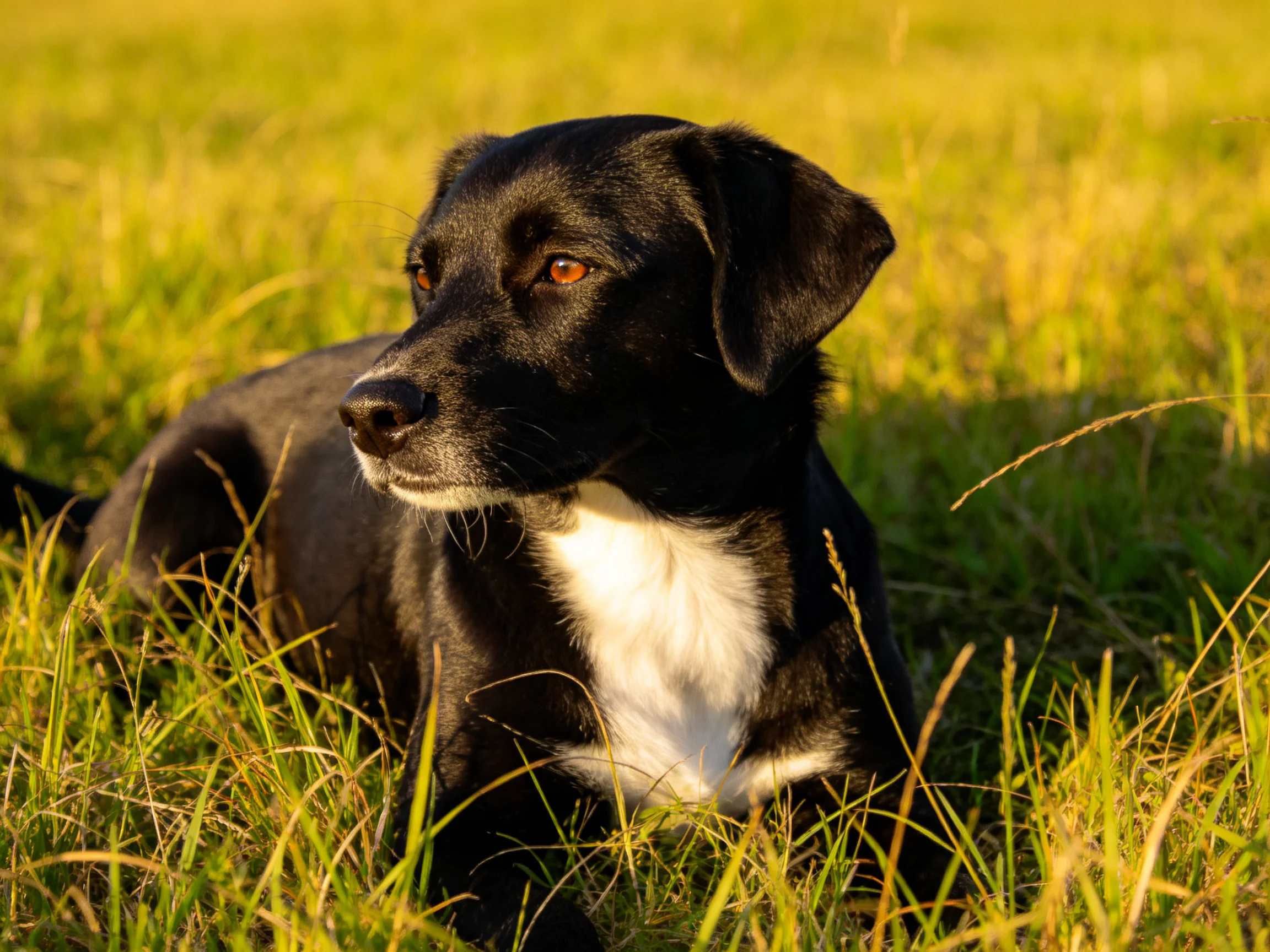 A black and white dog rests calmly among tall grass in a sunlit area.