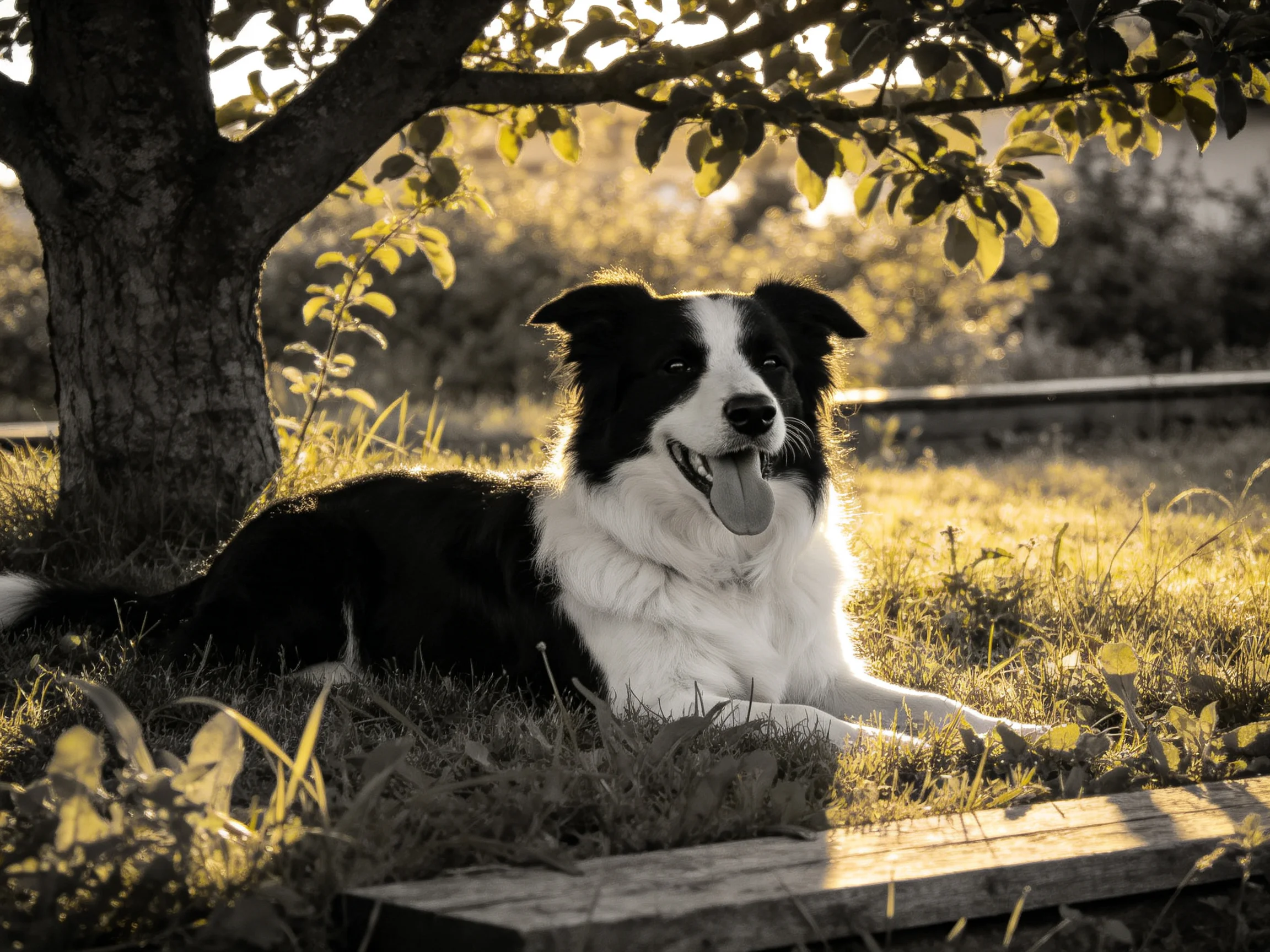 A black-and-white dog rests beneath a large leafy tree
