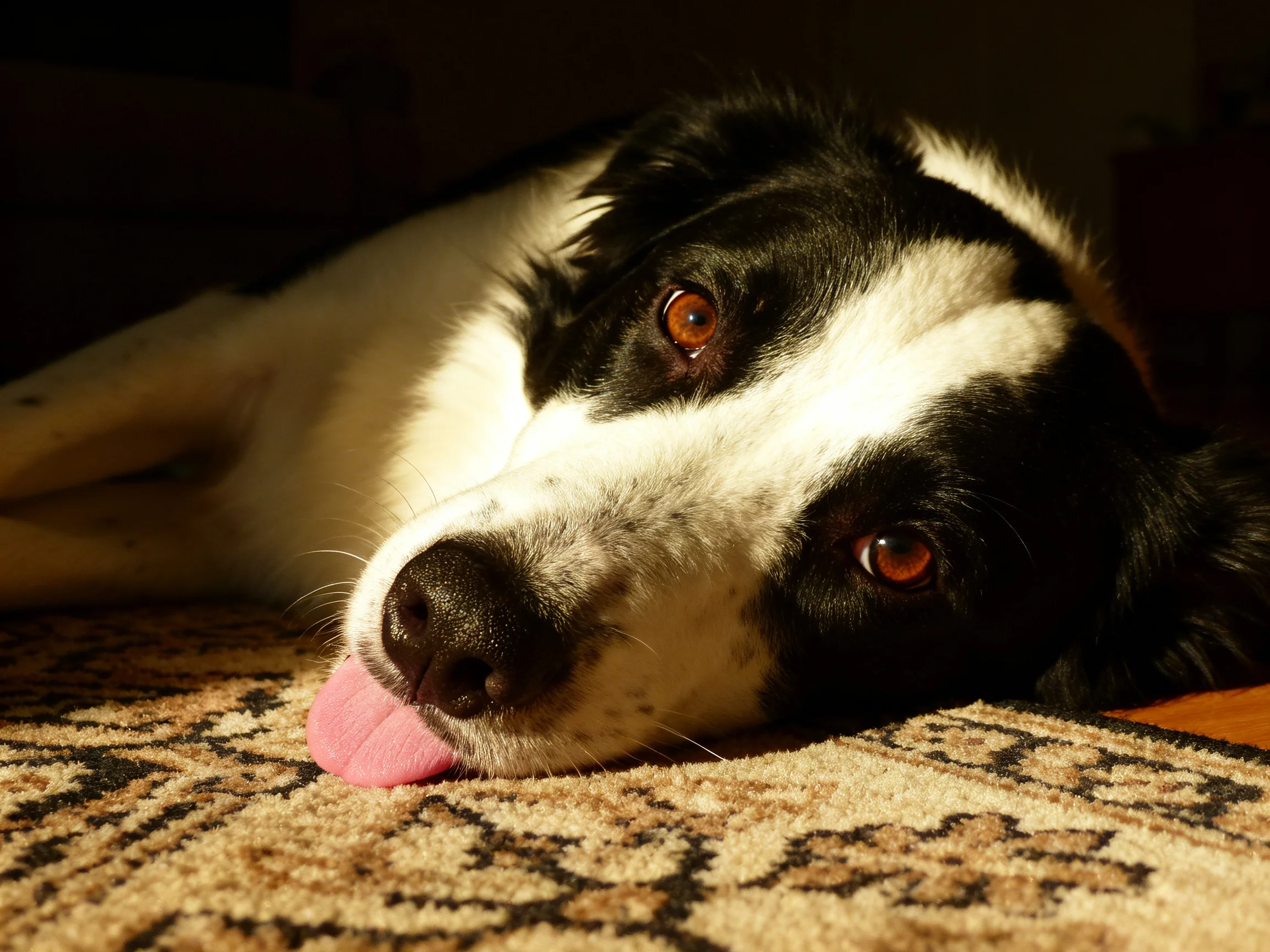 A black and white dog relaxes on a patterned rug with its tongue extended