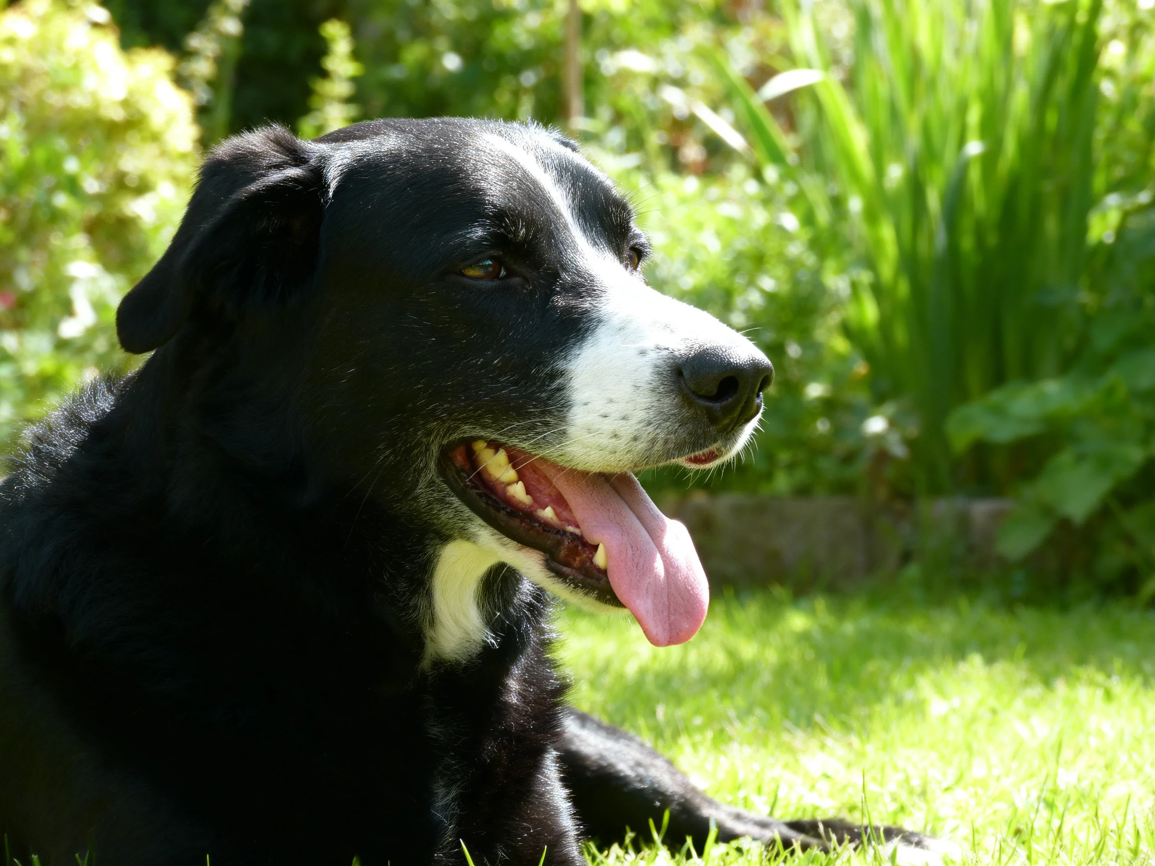 A black and white dog relaxes on grass in a sunlit garden setting.