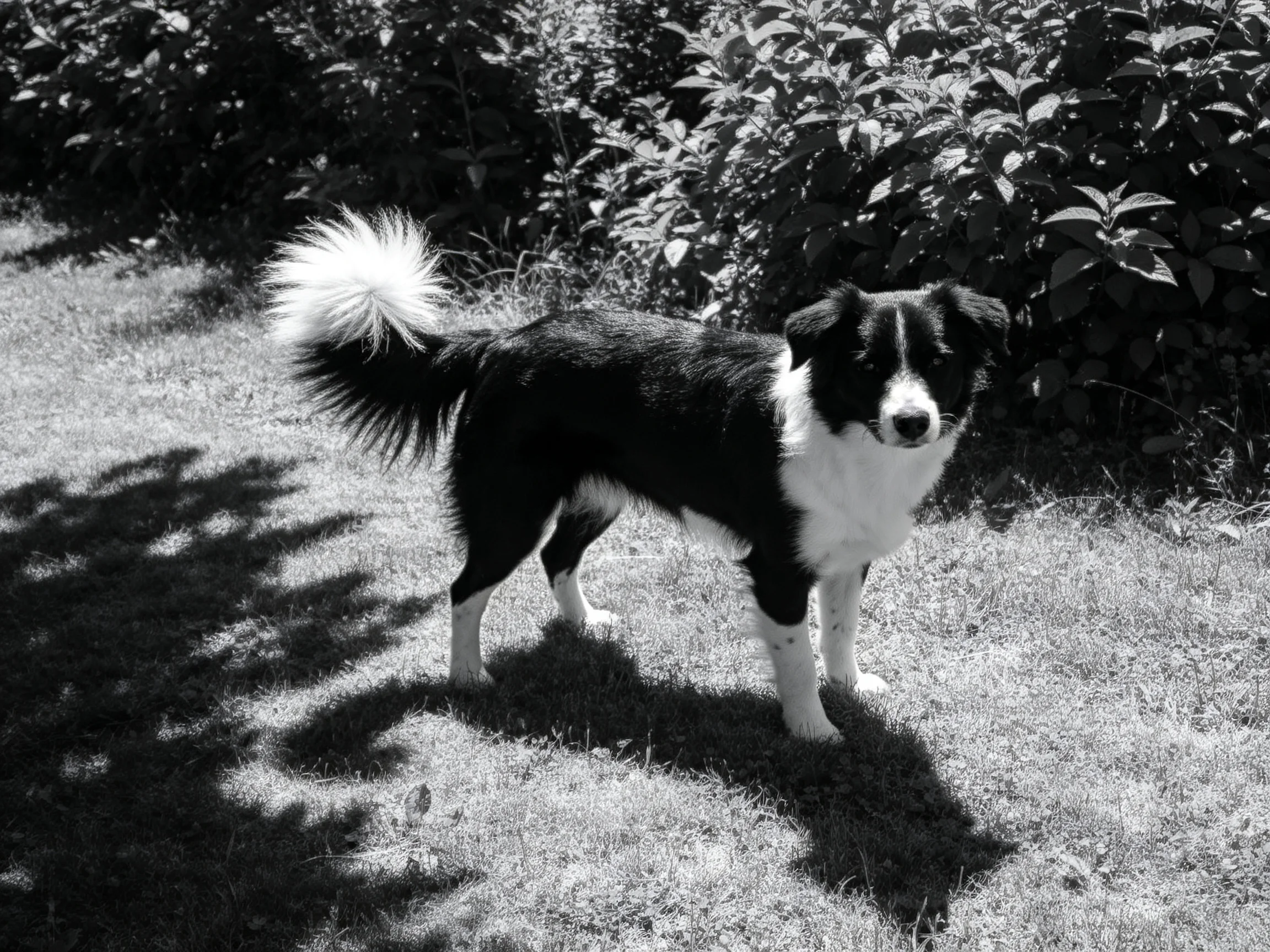 A black and white dog stands in a sunlit garden area.