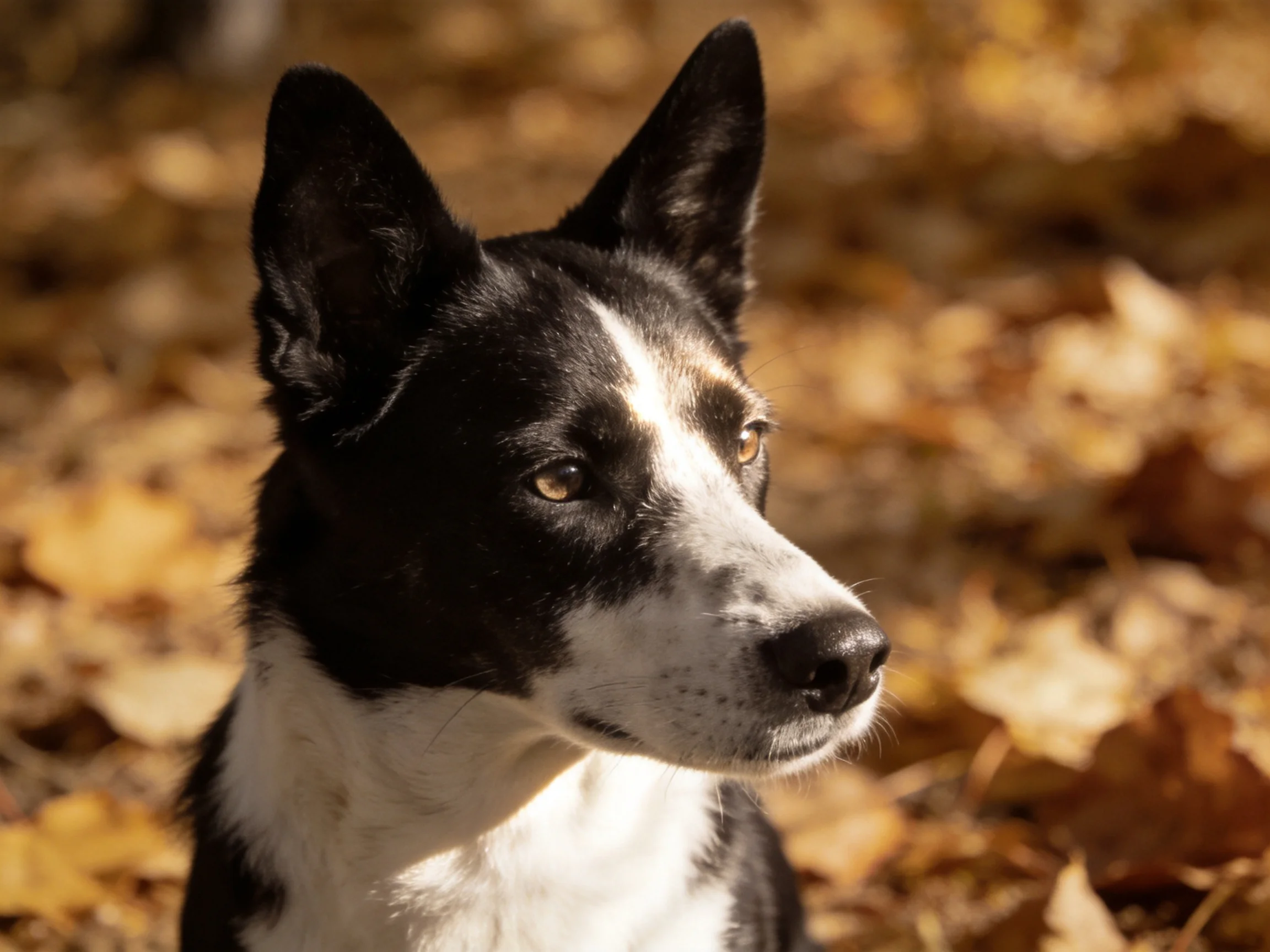 A black and white dog is among golden autumn leaves in bright daylight.