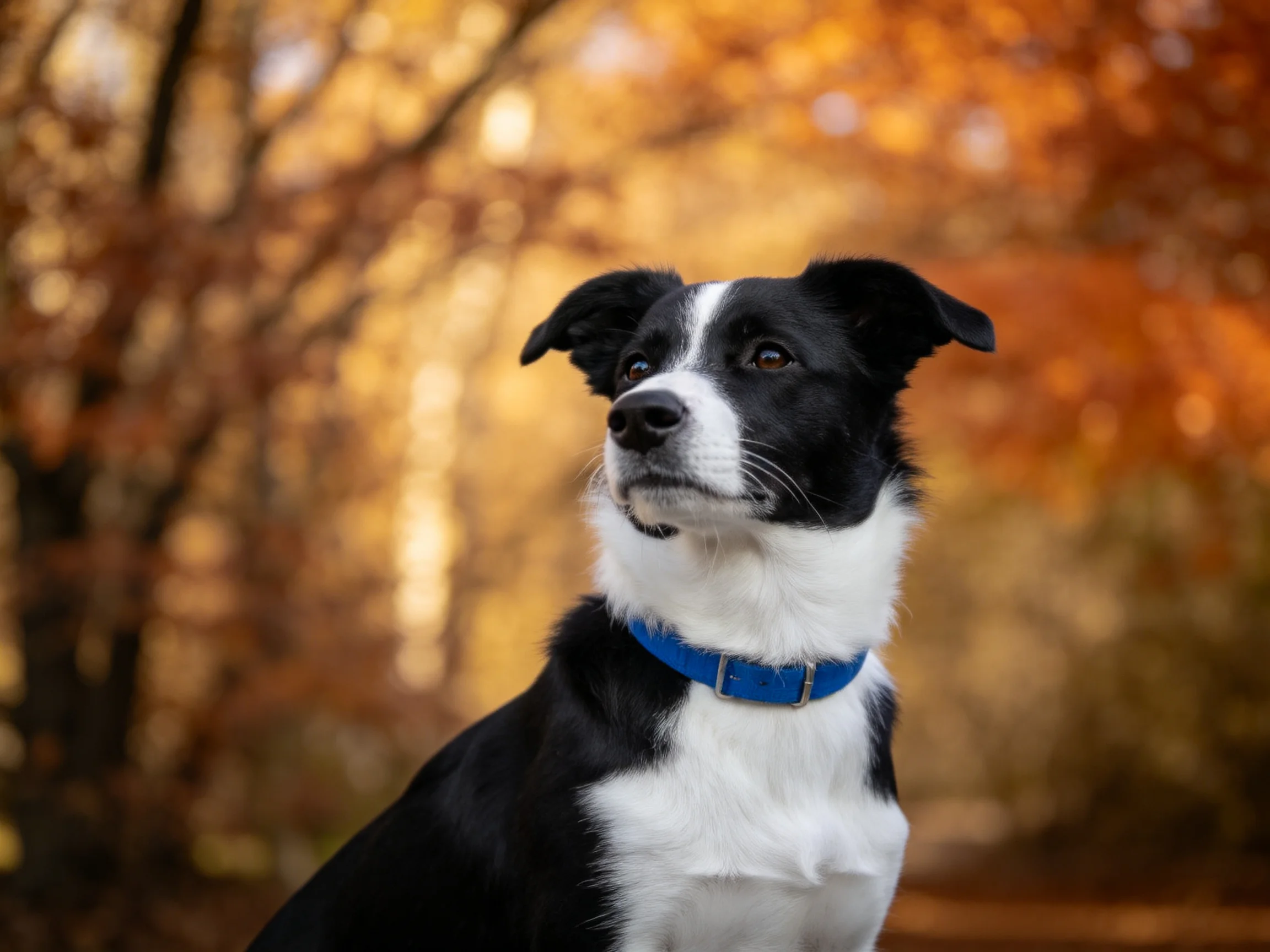 A black-and-white dog with a blue collar stands near autumnal trees.