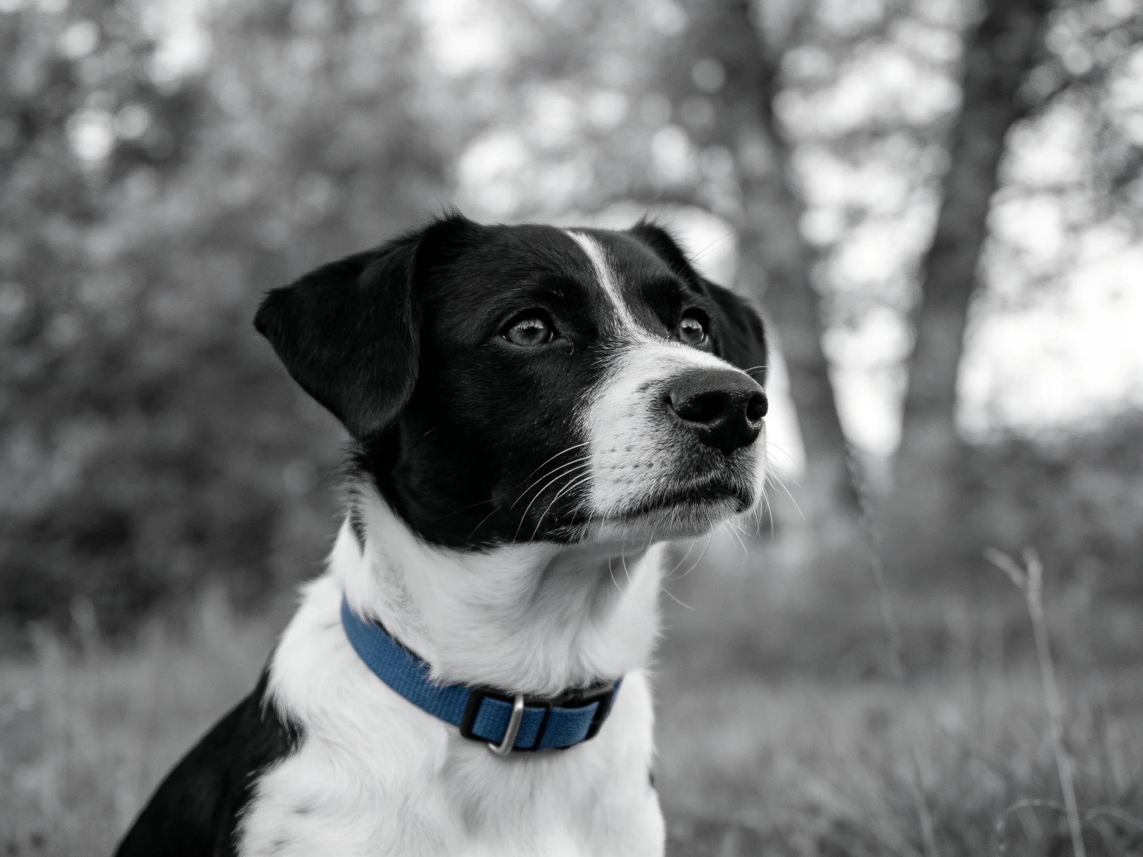 A black and white dog with a blue collar appears attentive in nature.