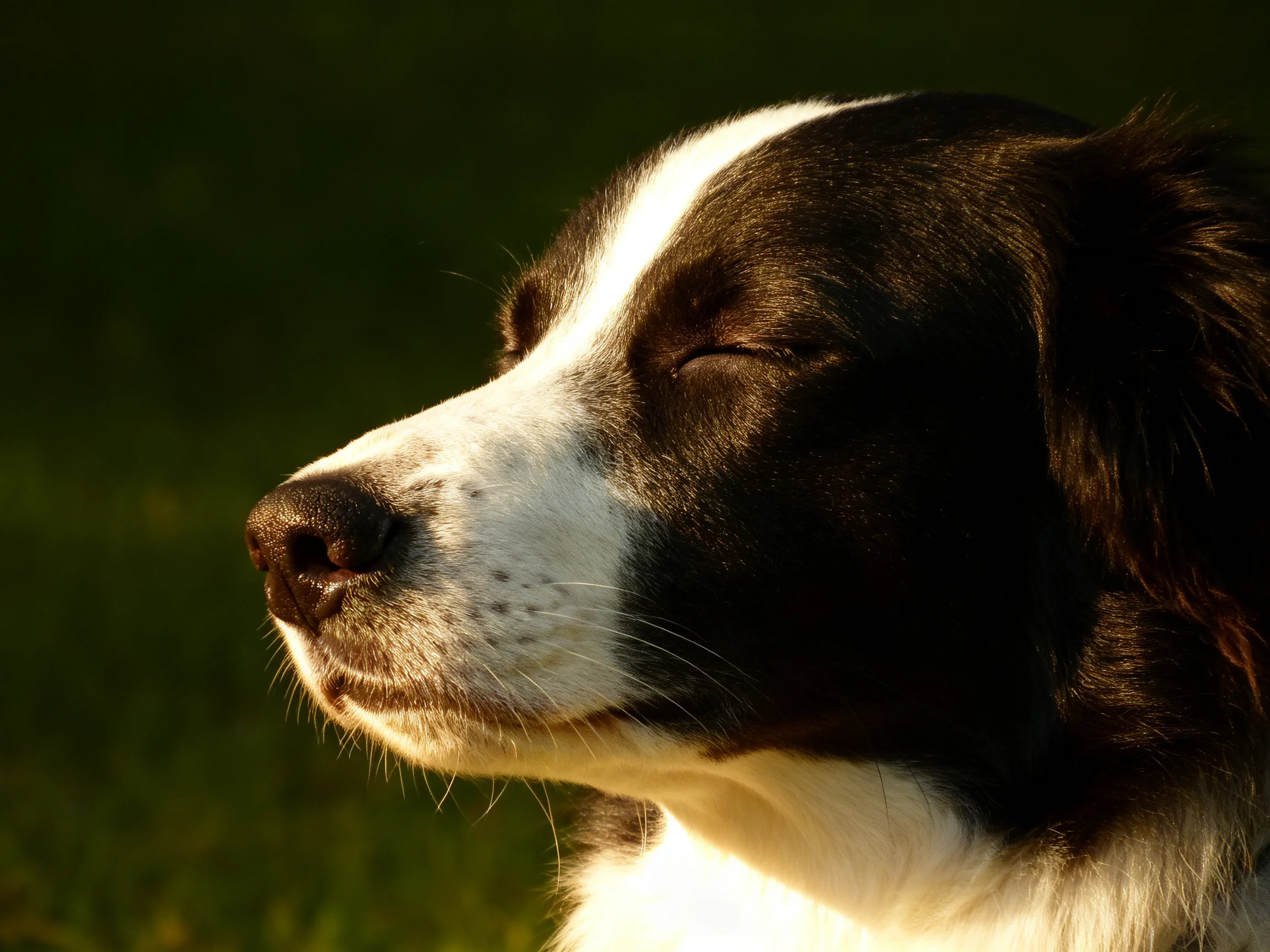 A black and white dog relaxes with eyes closed in natural light.