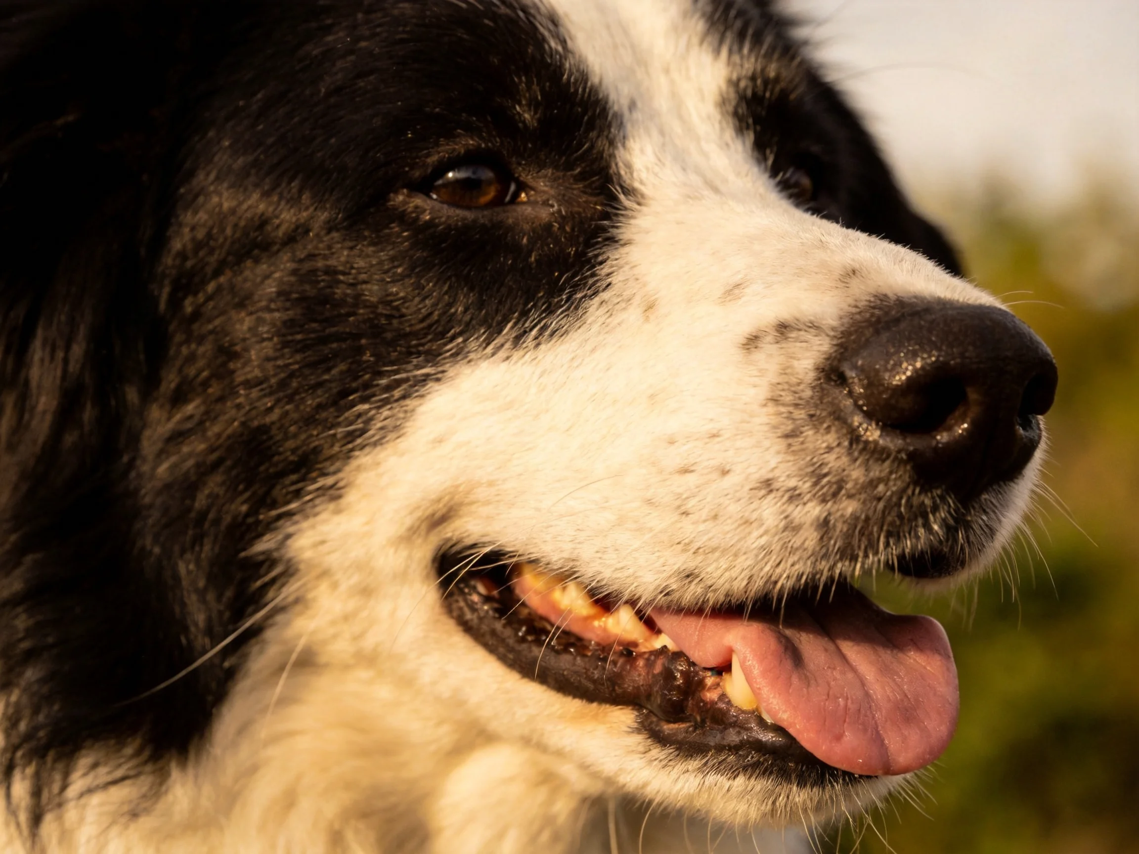 A black and white dog with open mouth and tongue in close - up
