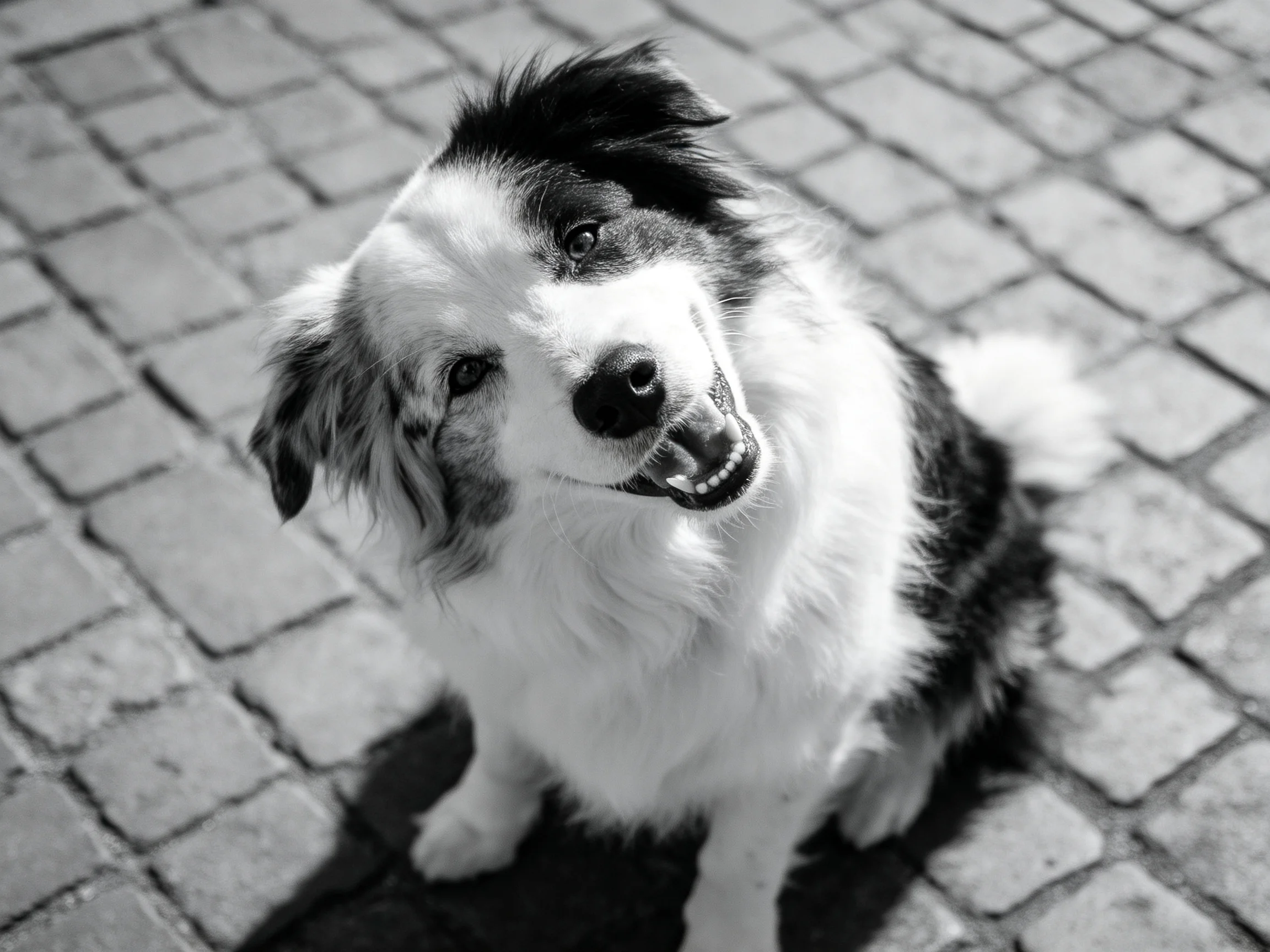 A black-and-white photo of a fluffy dog on cobblestone pavement