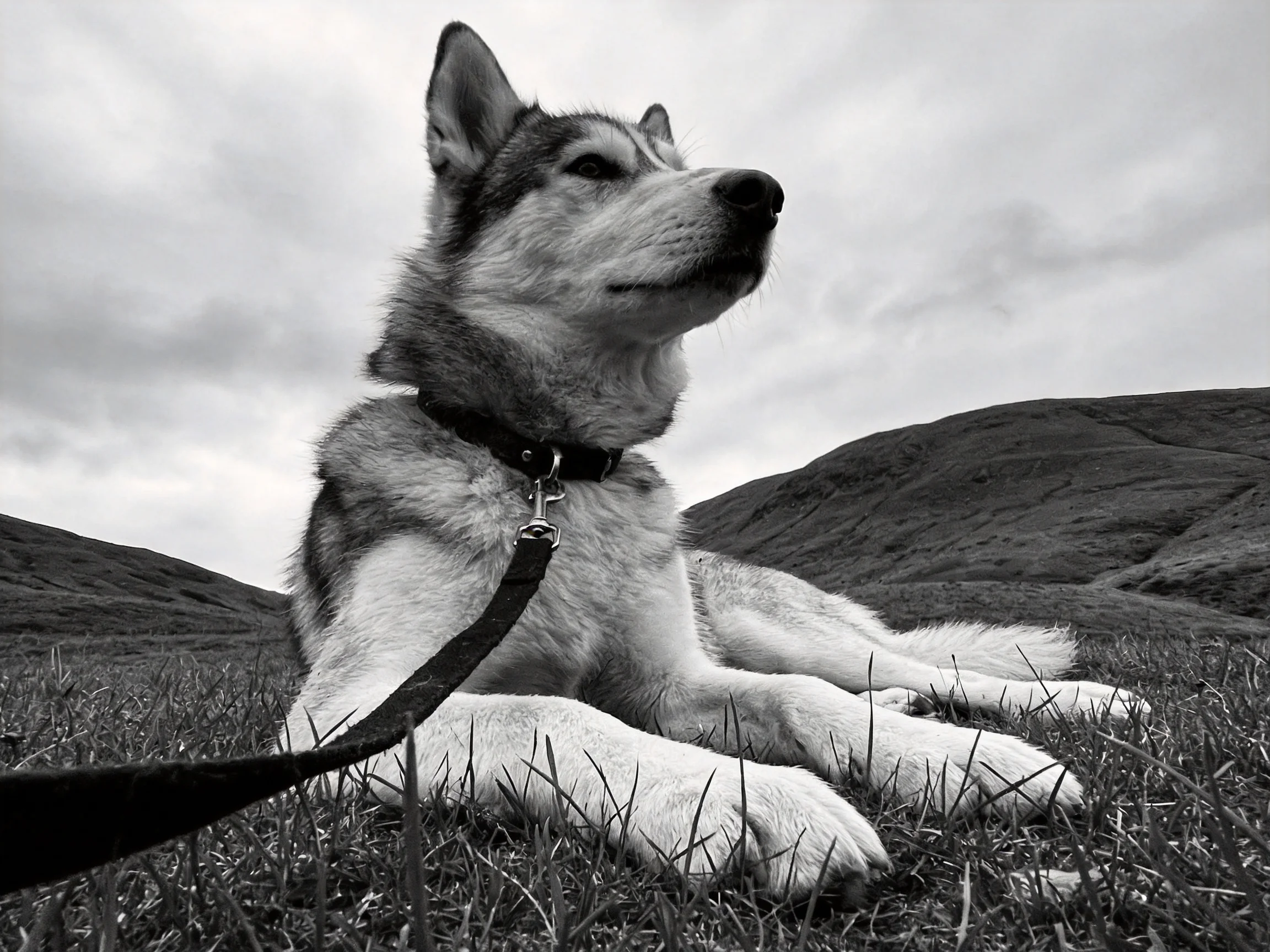 A black-and-white photograph of a husky resting on grass near rolling hills