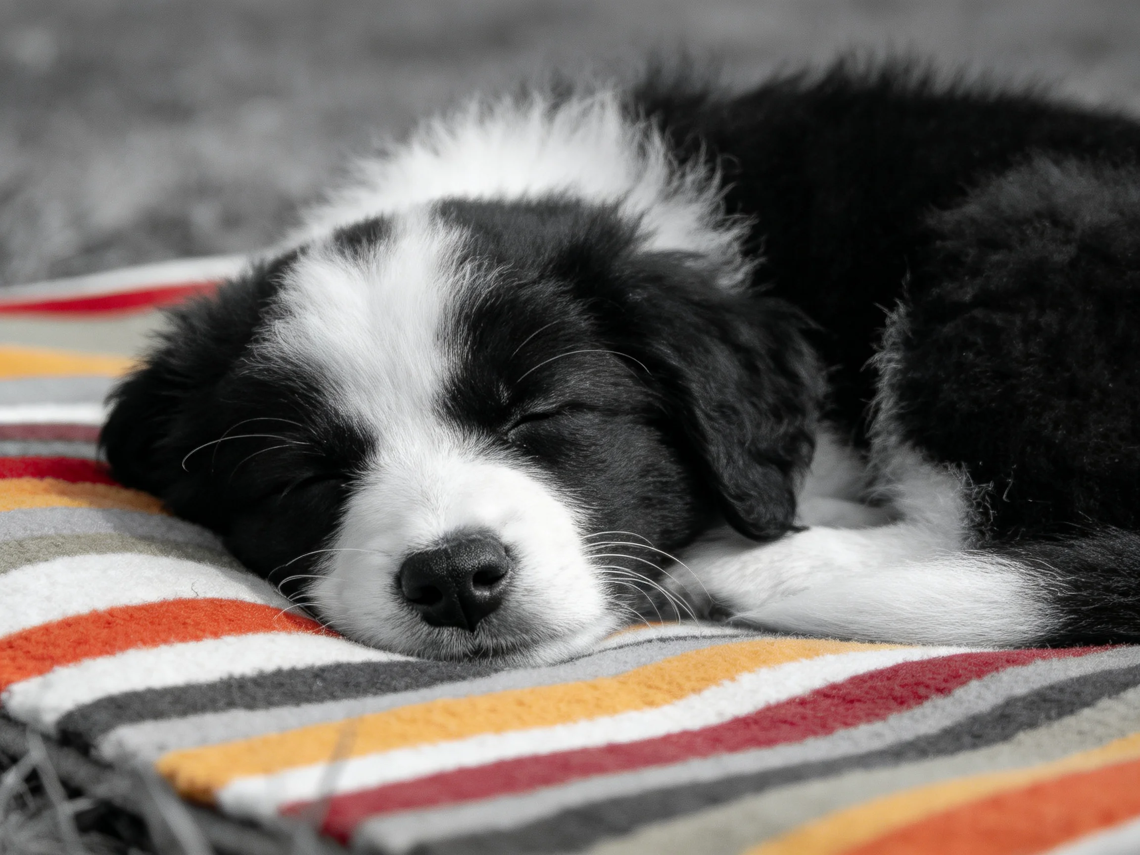 A black and white puppy sleeps on a striped blanket.