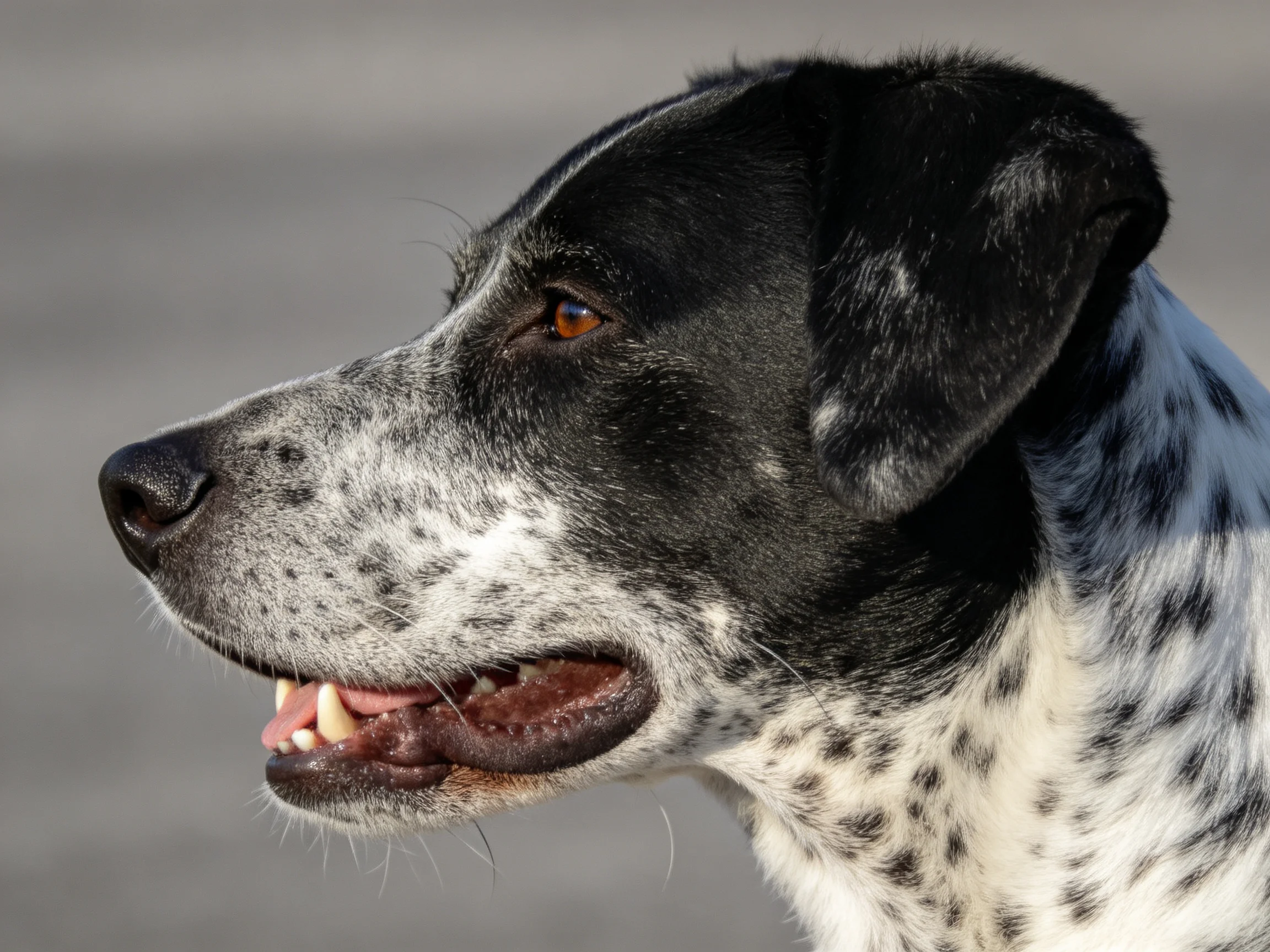 A close-up of a black-and-white speckled dog displaying its profile.