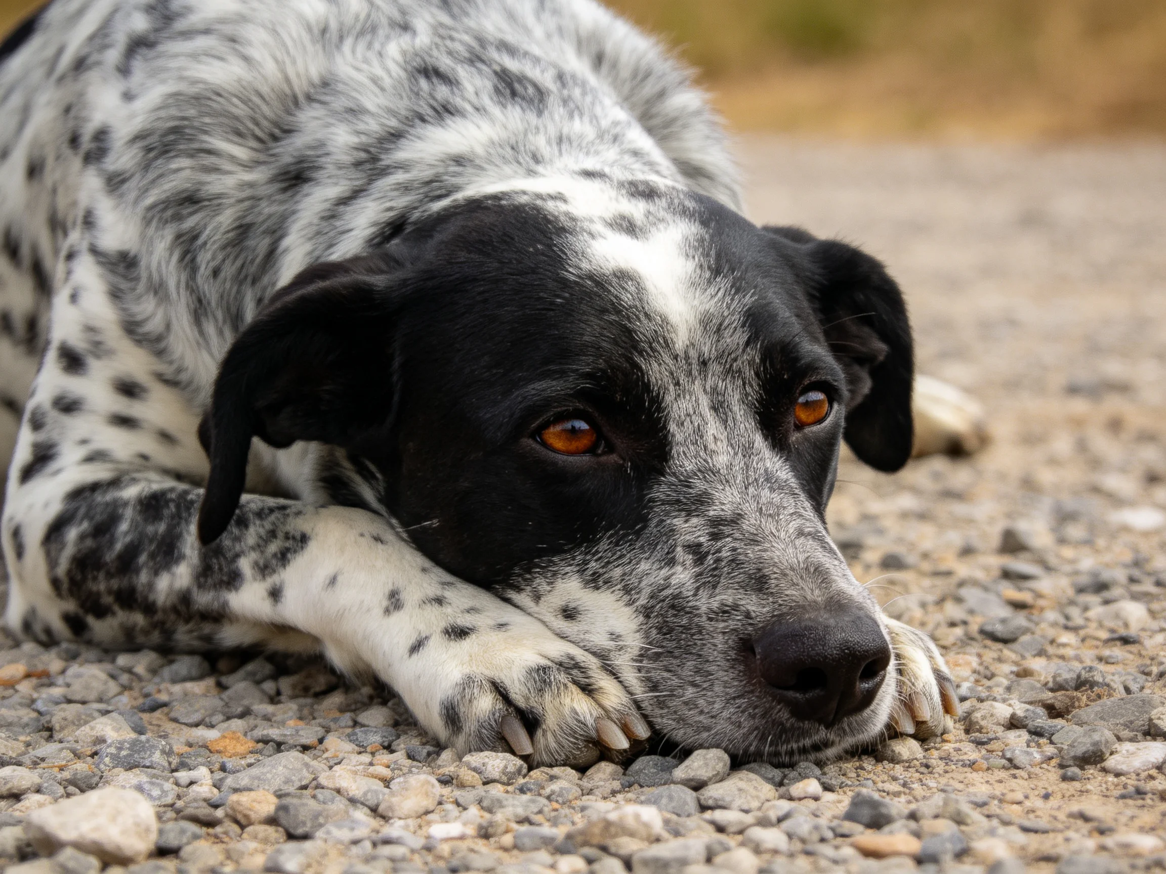 A black-and-white spotted dog rests on gravel outdoors