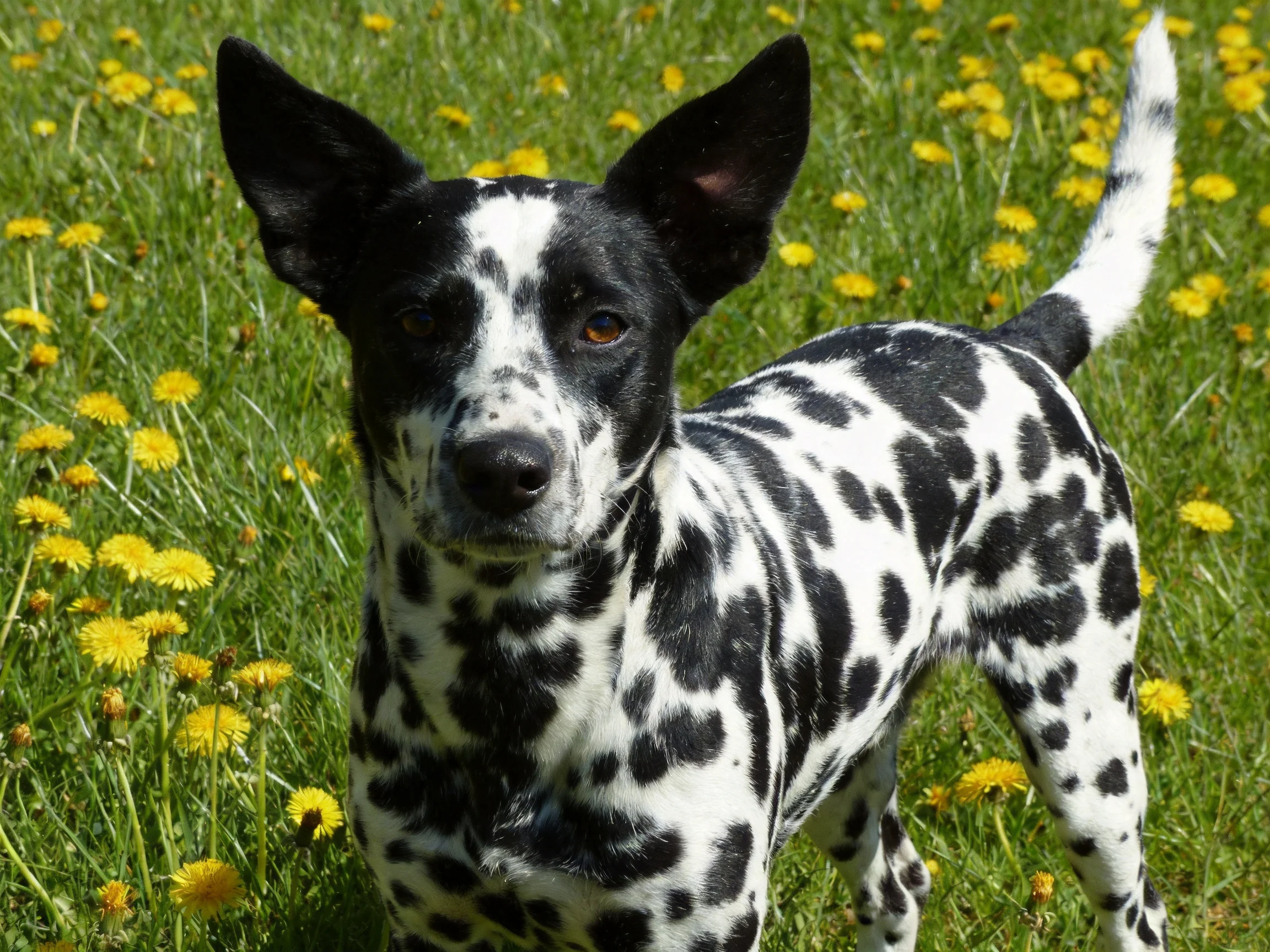 A black-and-white spotted dog stands amid yellow dandelions in a sunny meadow.