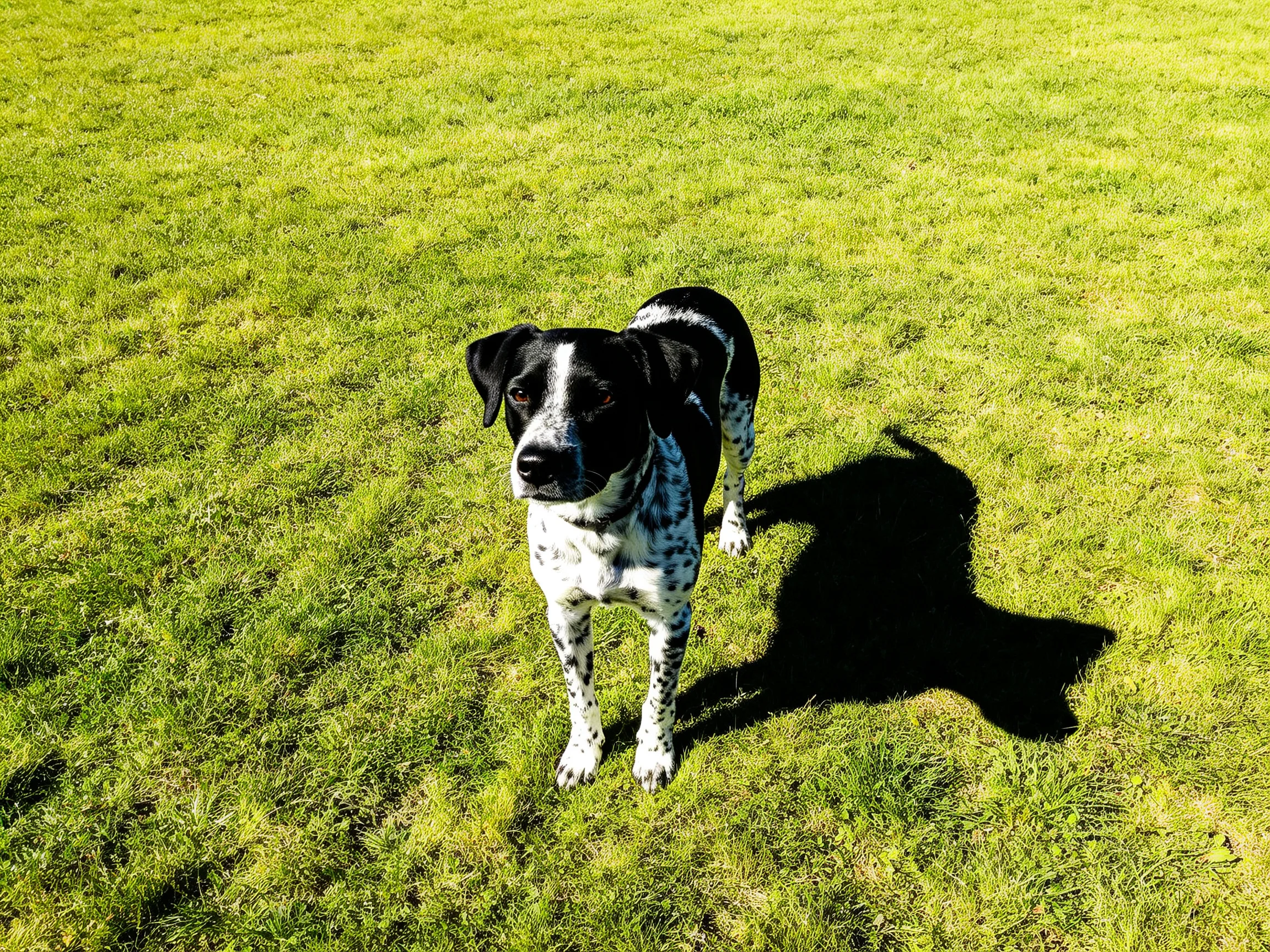 A black and white spotted dog stands on grass.