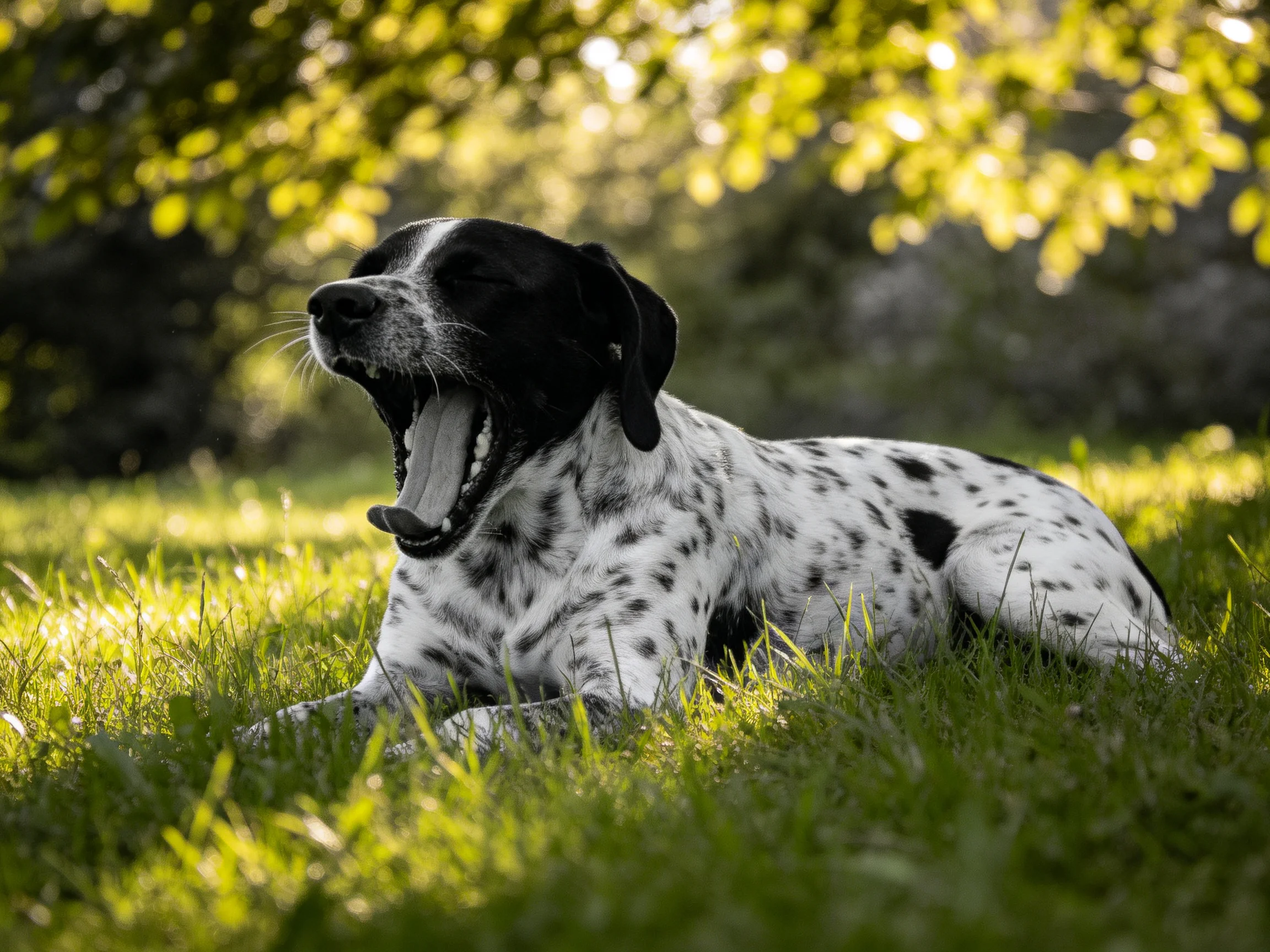 A spotted dog yawns while resting on grass in bright daylight.
