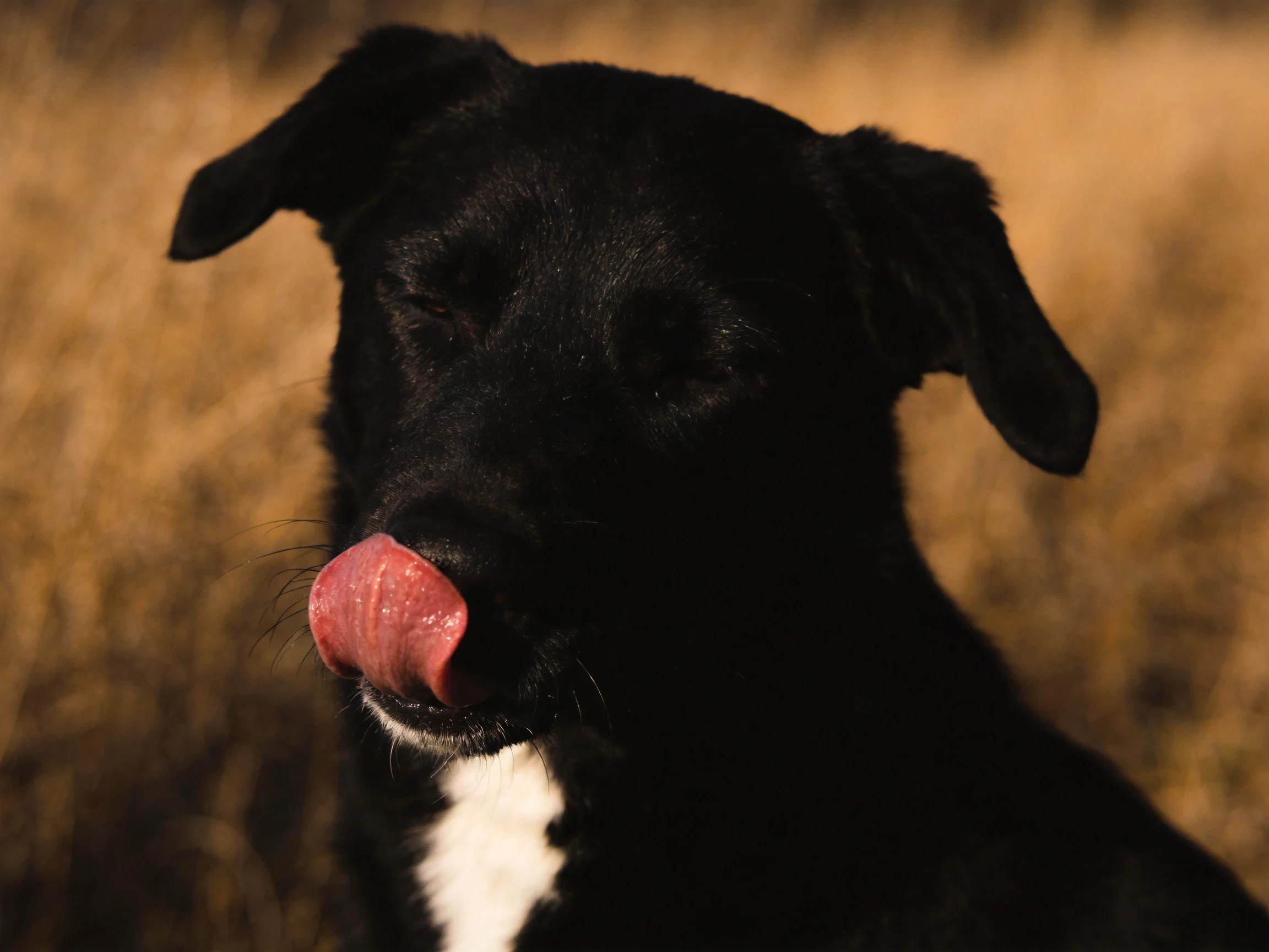 A black dog licks its nose with a pink tongue in golden grass