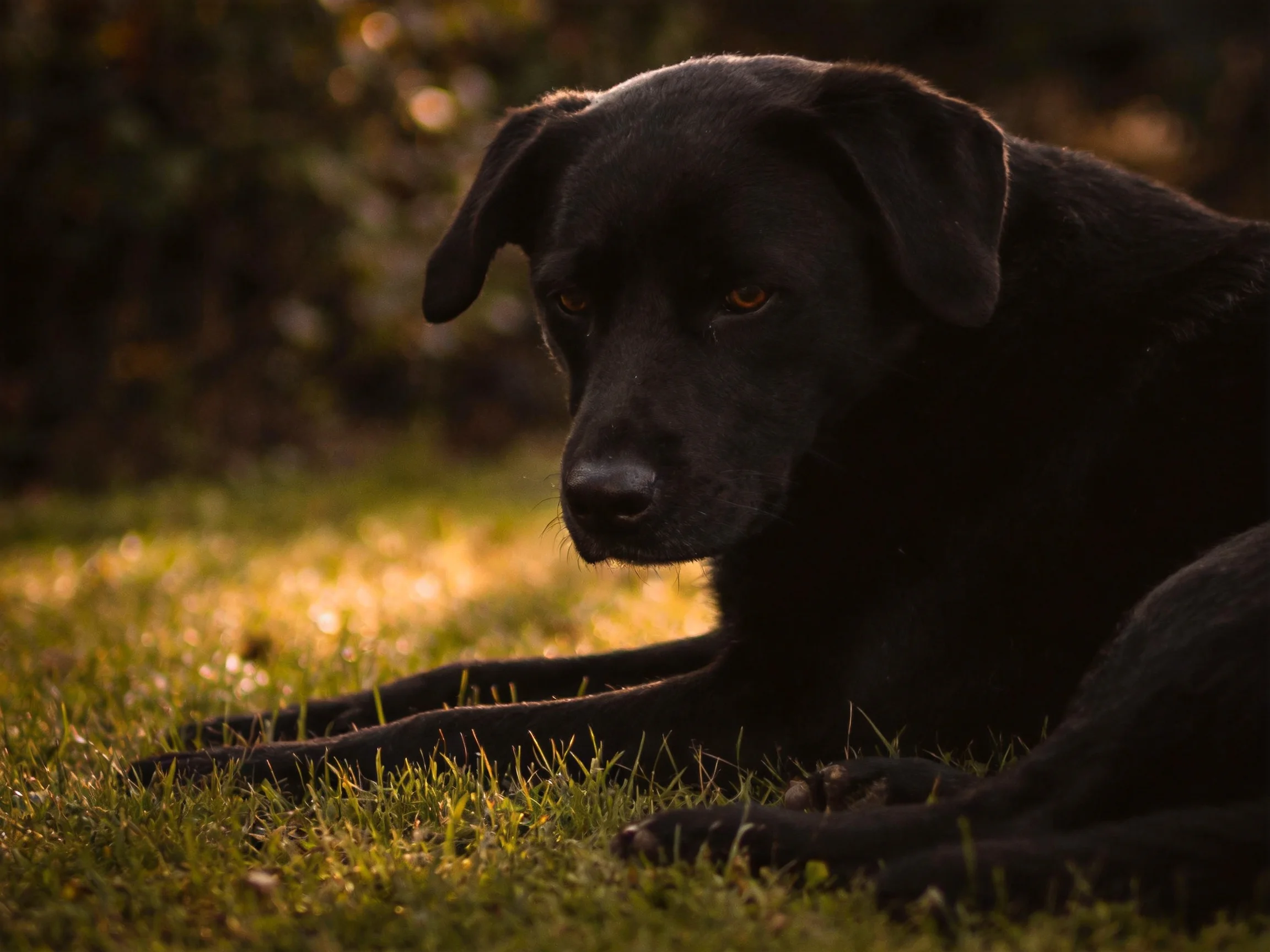 A black dog lounges on sunlit green grass with blurred foliage behind.