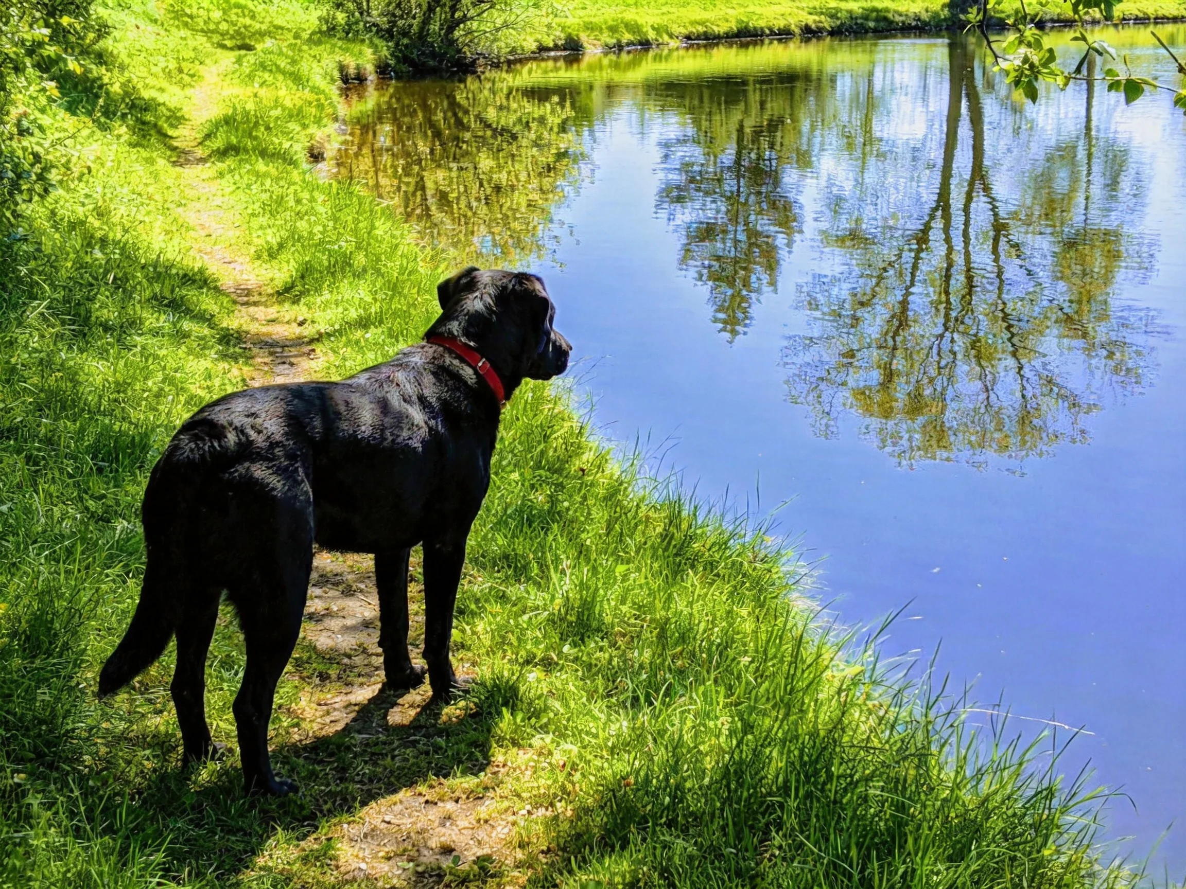 A black dog looks toward a calm blue pond surrounded by greenery.
