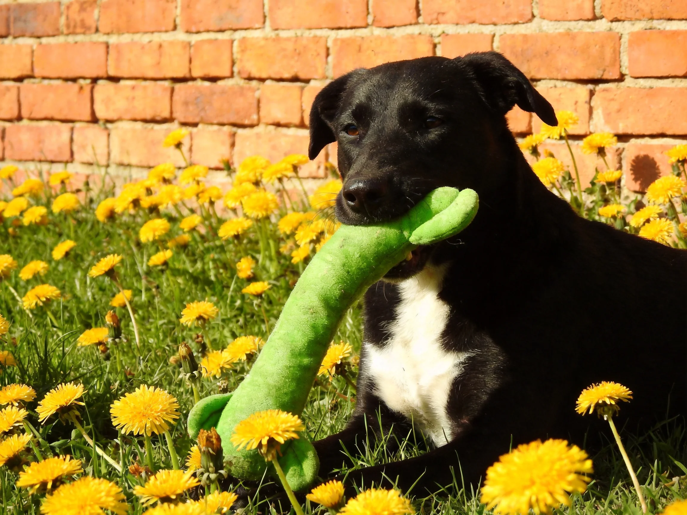 A black dog plays with a green toy among yellow dandelions near a brick wall
