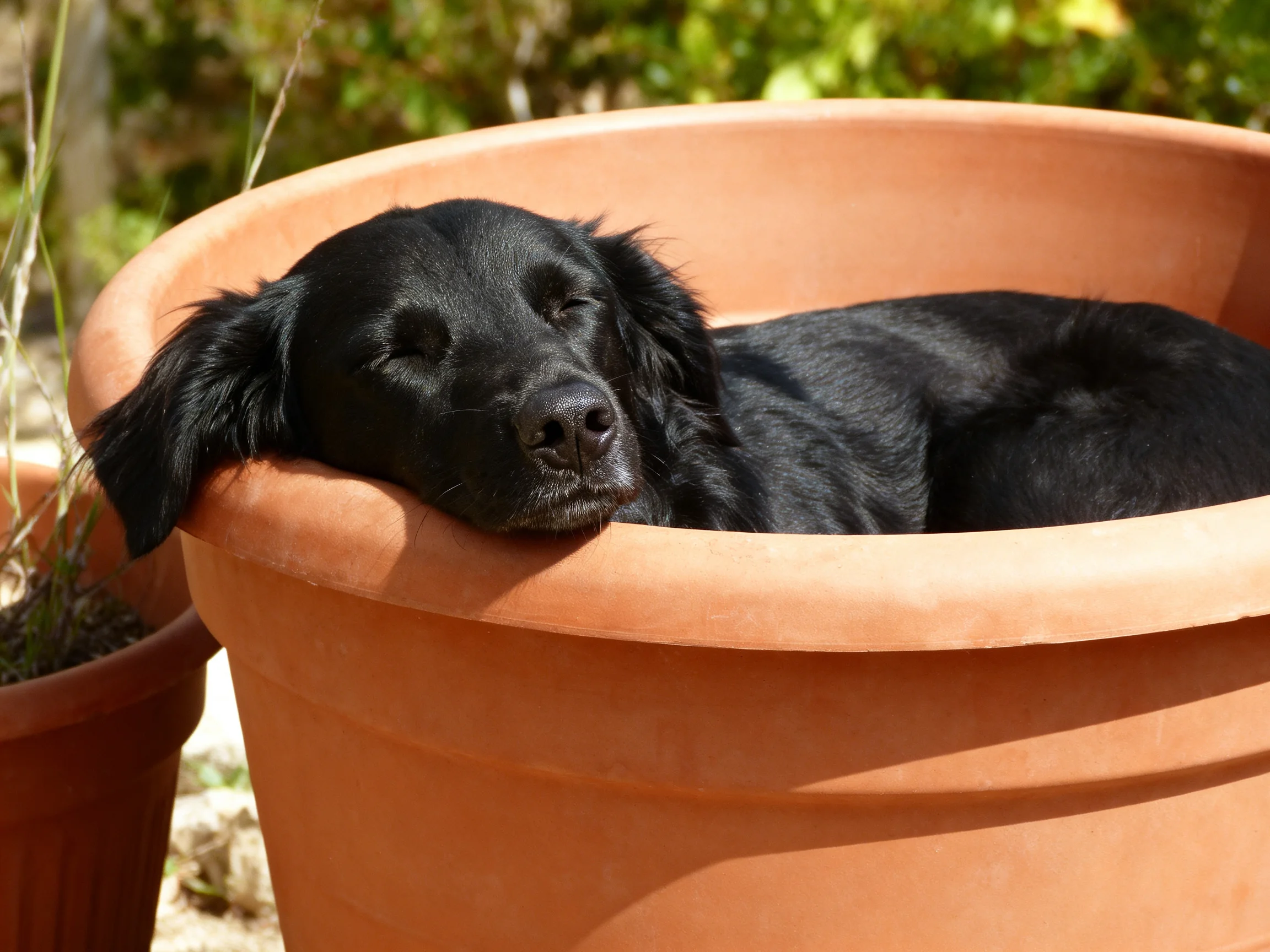 A black dog resting in a large terracotta planter outdoors
