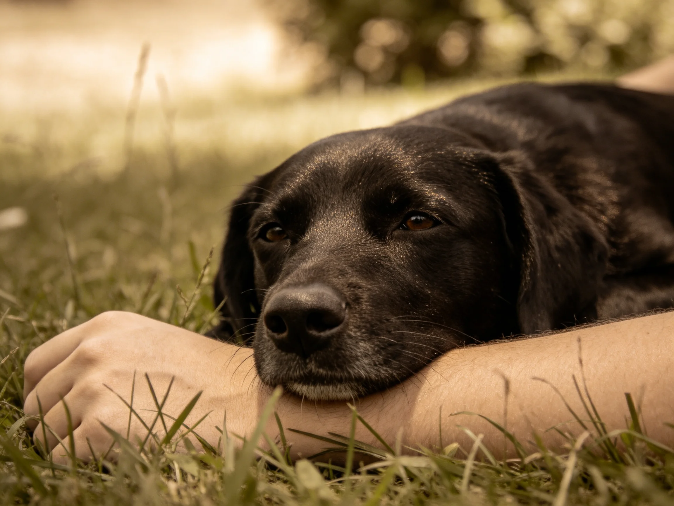 A black dog rests on a persons arm in lush green grass