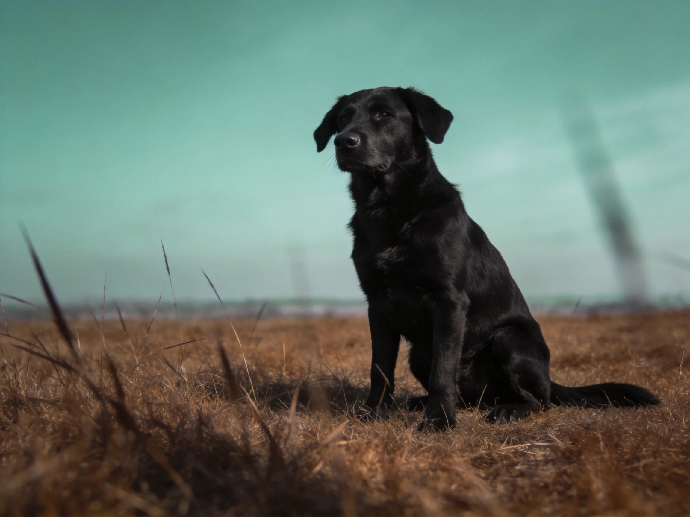 A black dog sits calmly in a field with dry grass and a clear sky.