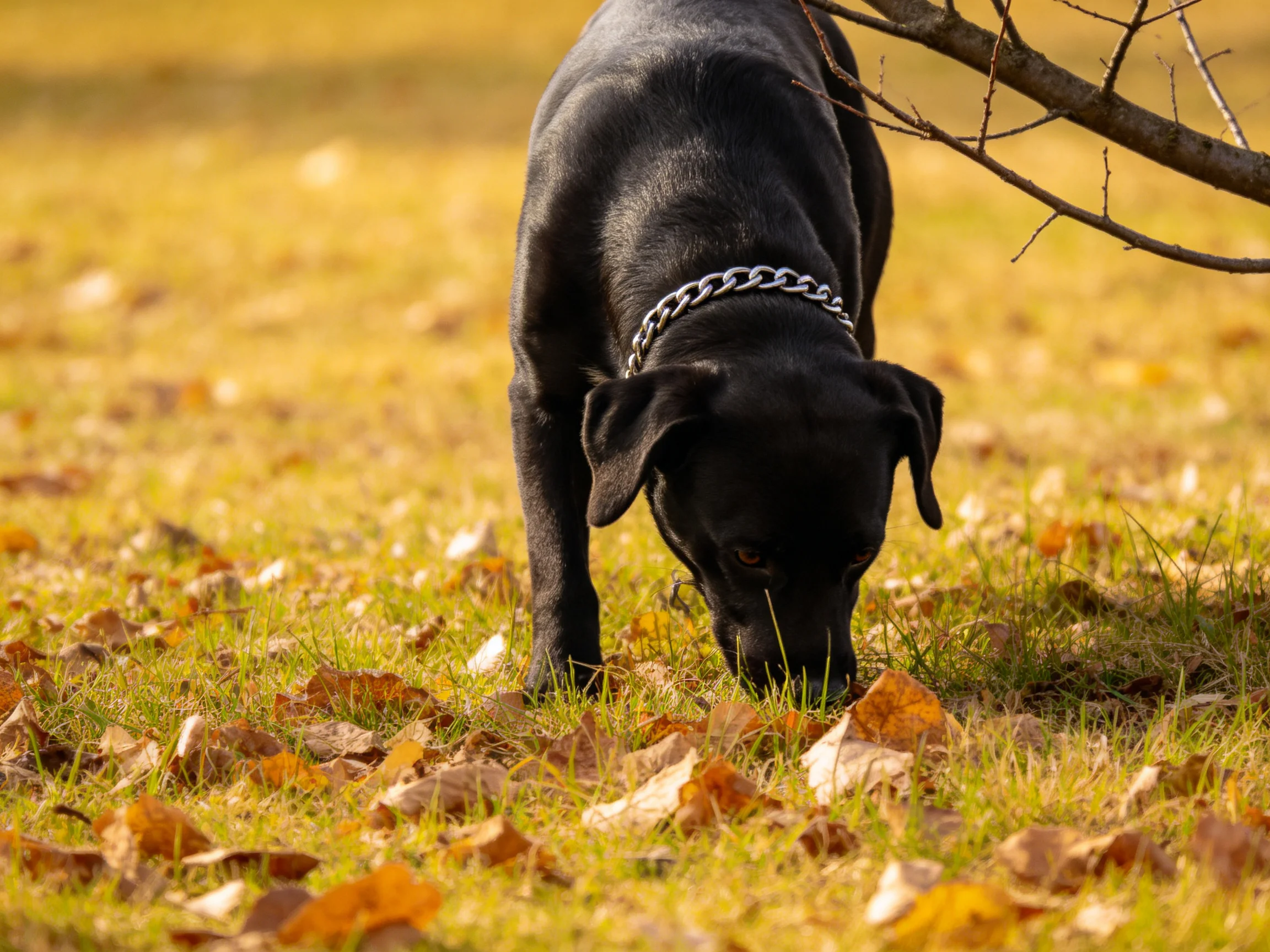 A black dog sniffs among golden autumn leaves on green grass