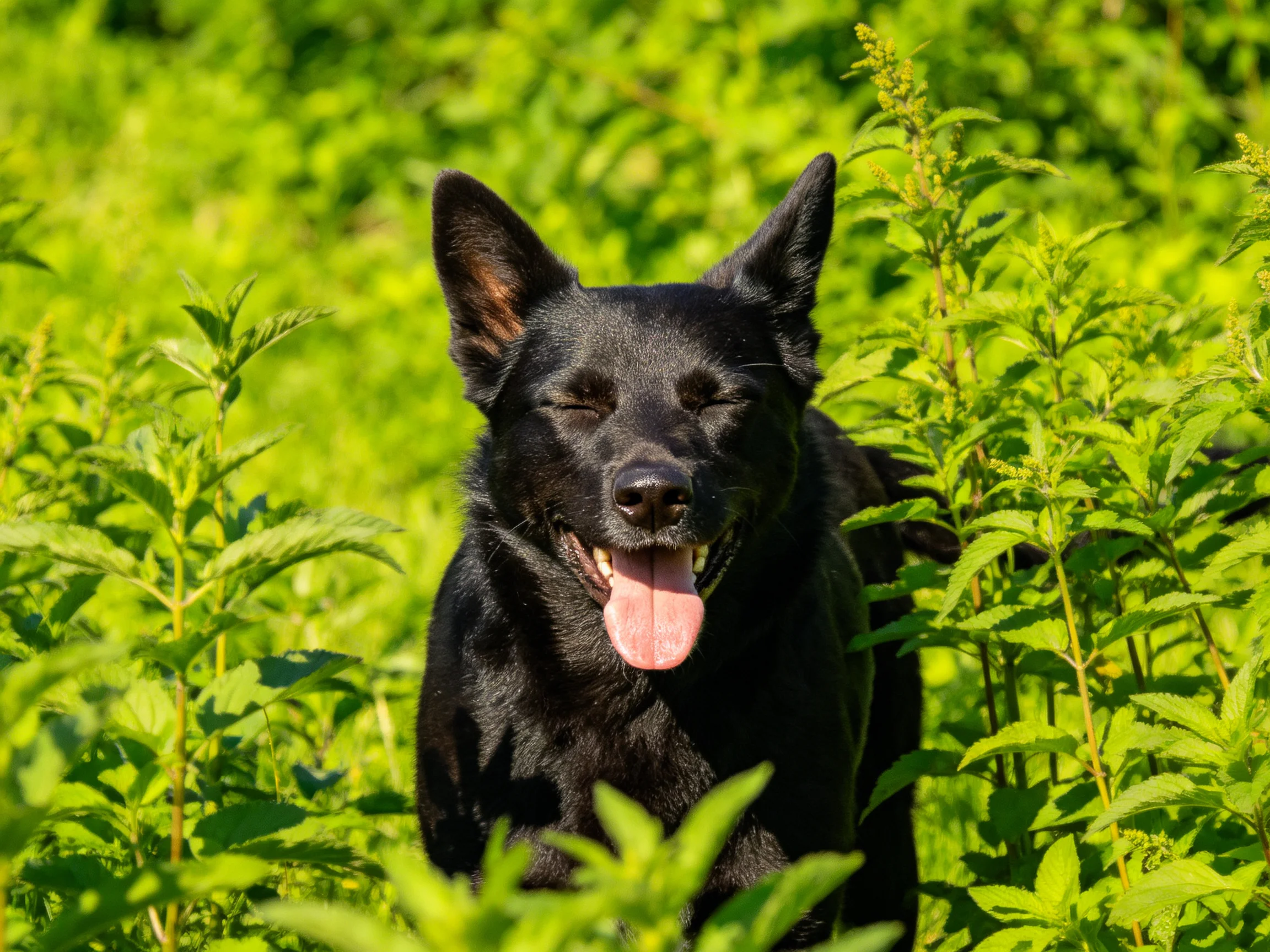 A black dog relaxes among dense green foliage in a sunlit outdoor setting.
