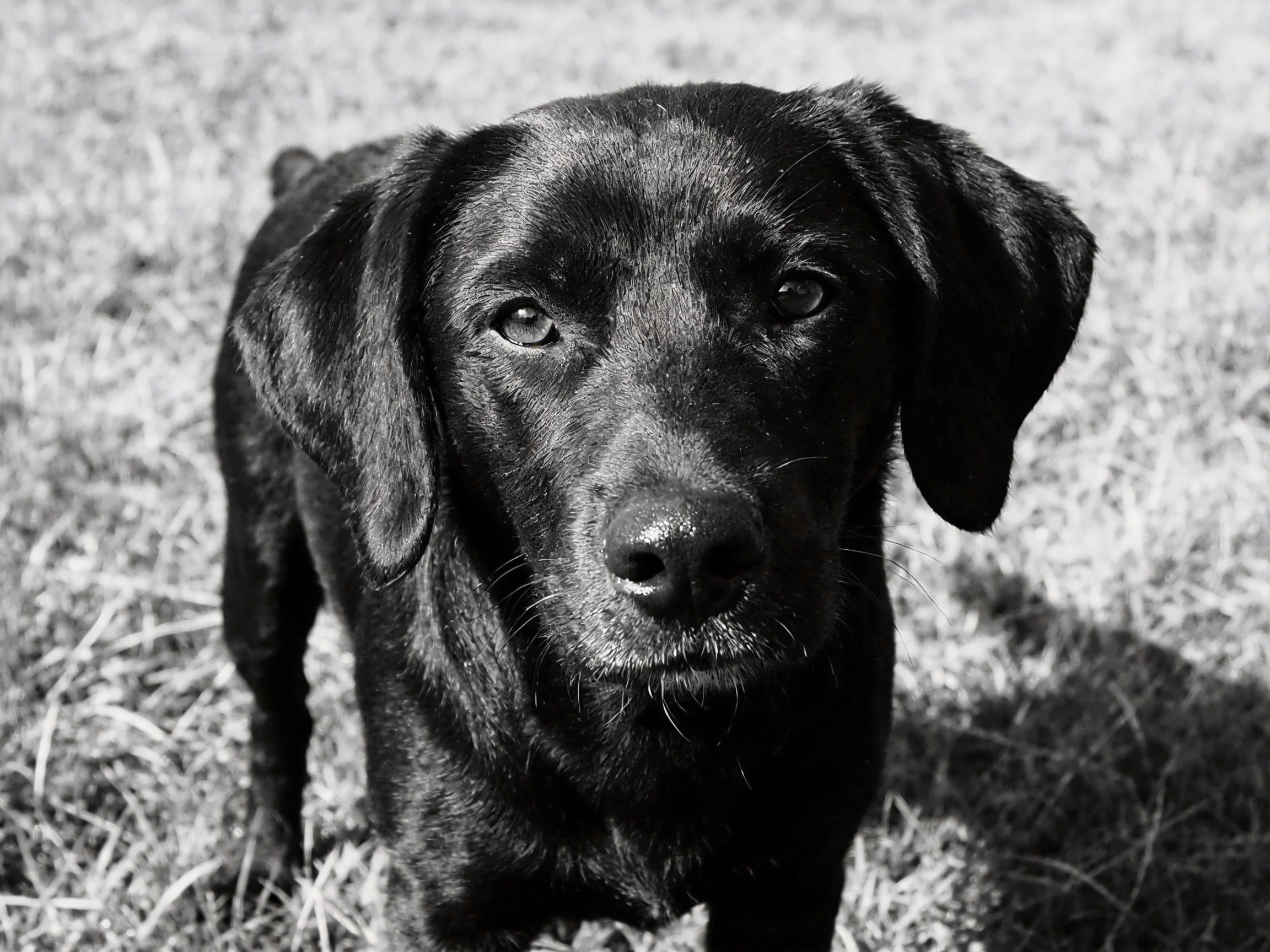 A black dog stands on grassy terrain with soft lighting