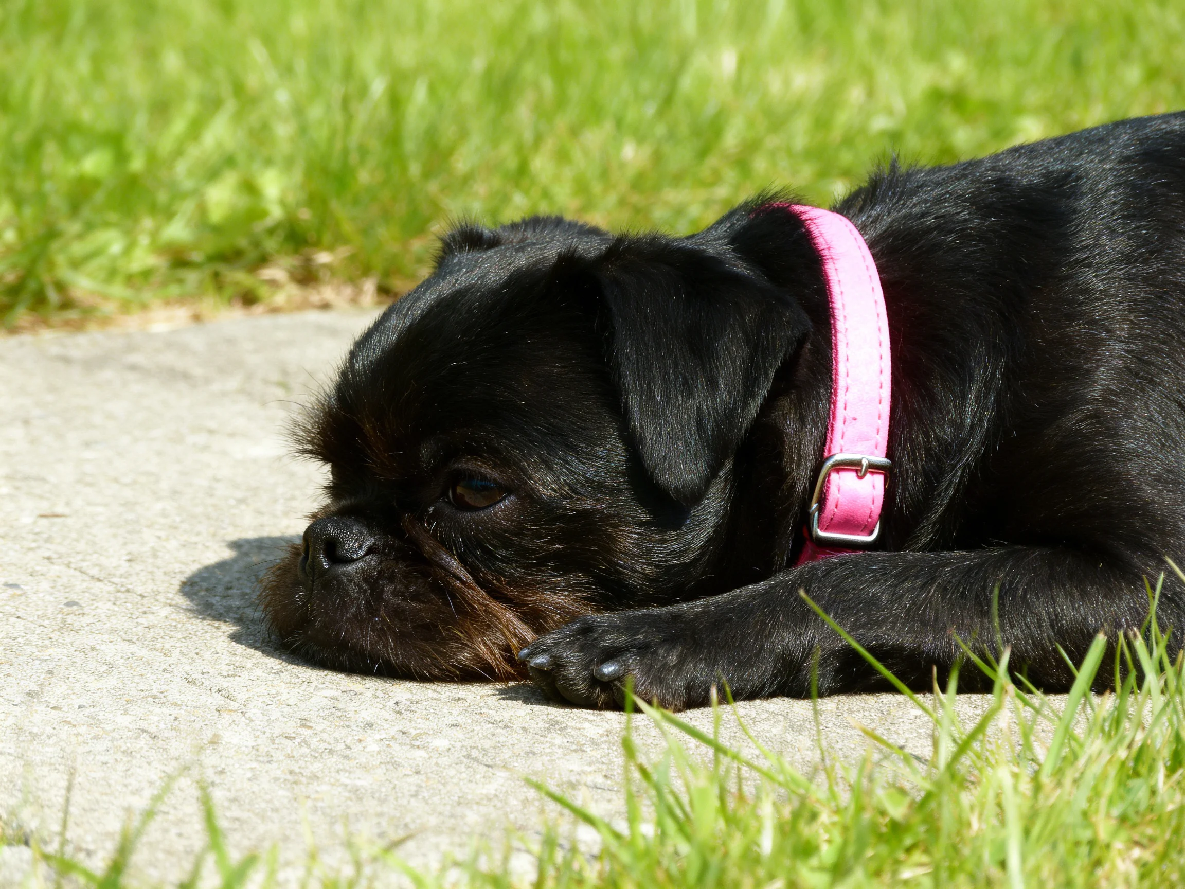 A black dog with a pink collar rests on concrete beside green grass
