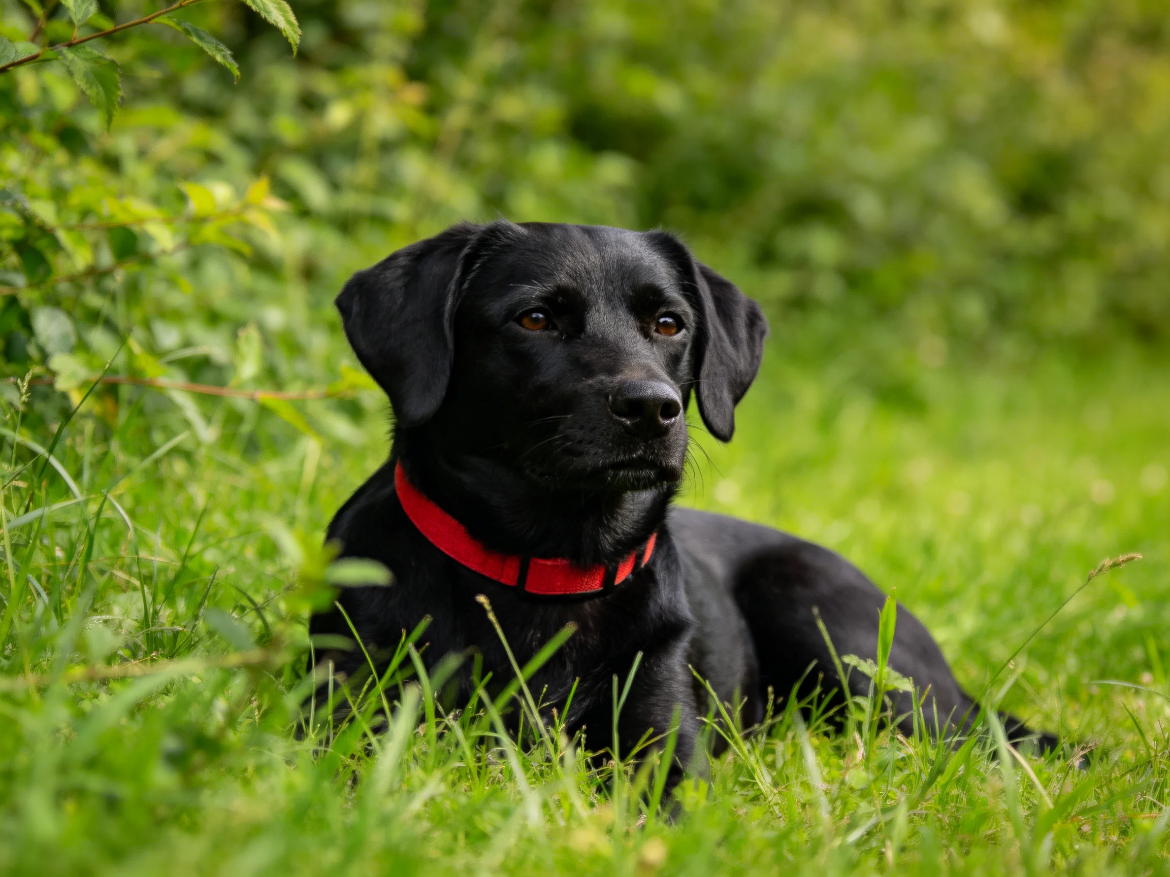 A black dog with a red collar resting in lush green grass