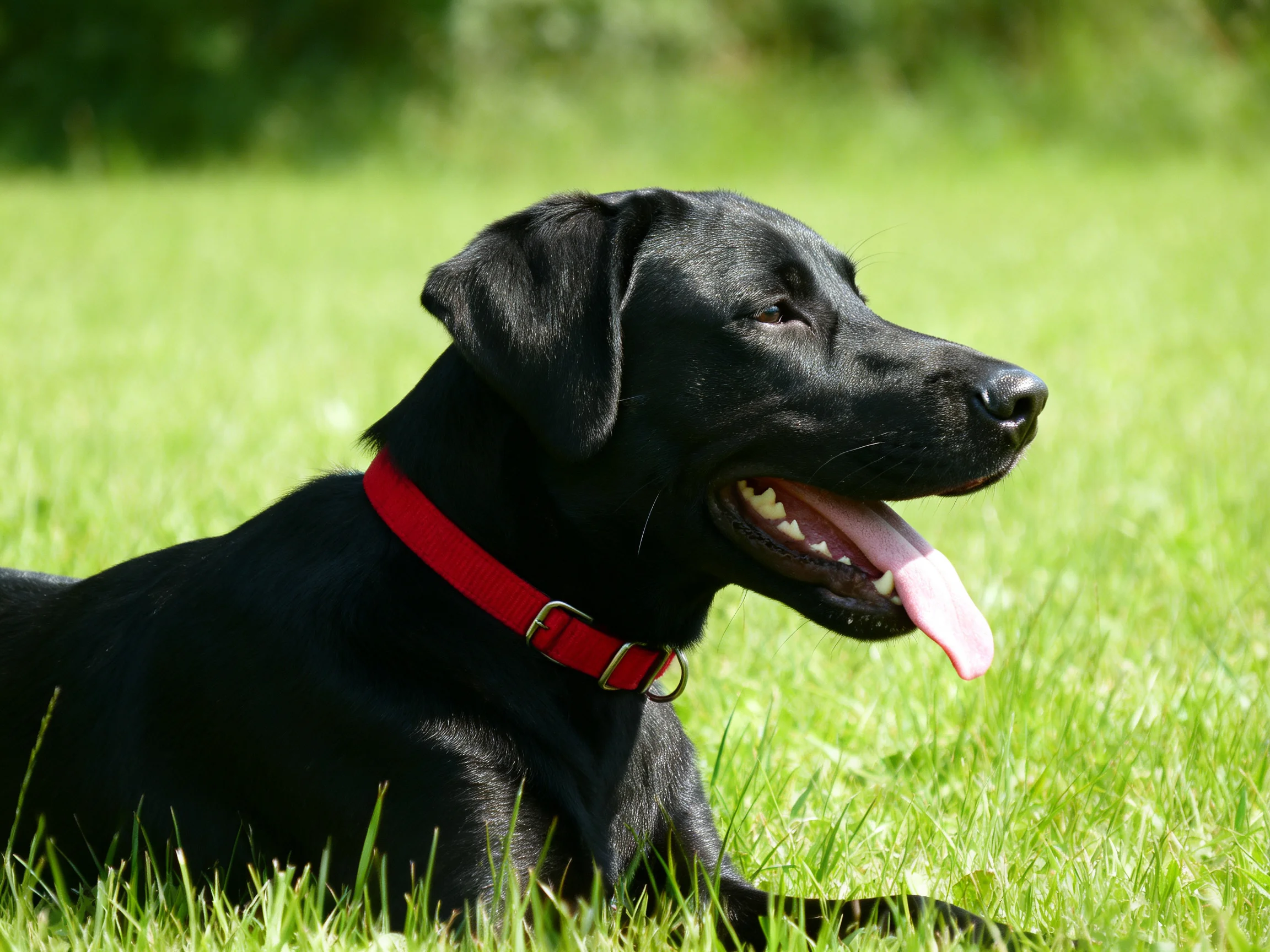 A black dog with a red collar relaxes on green grass.