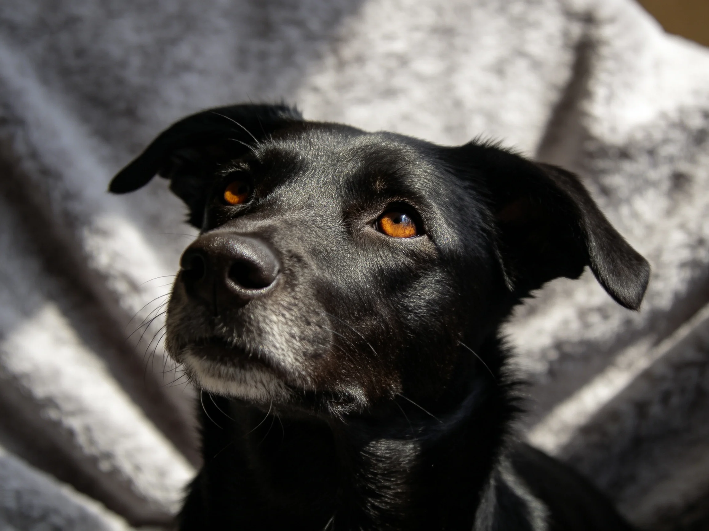 A black dog with amber eyes sits beside a textured gray fabric