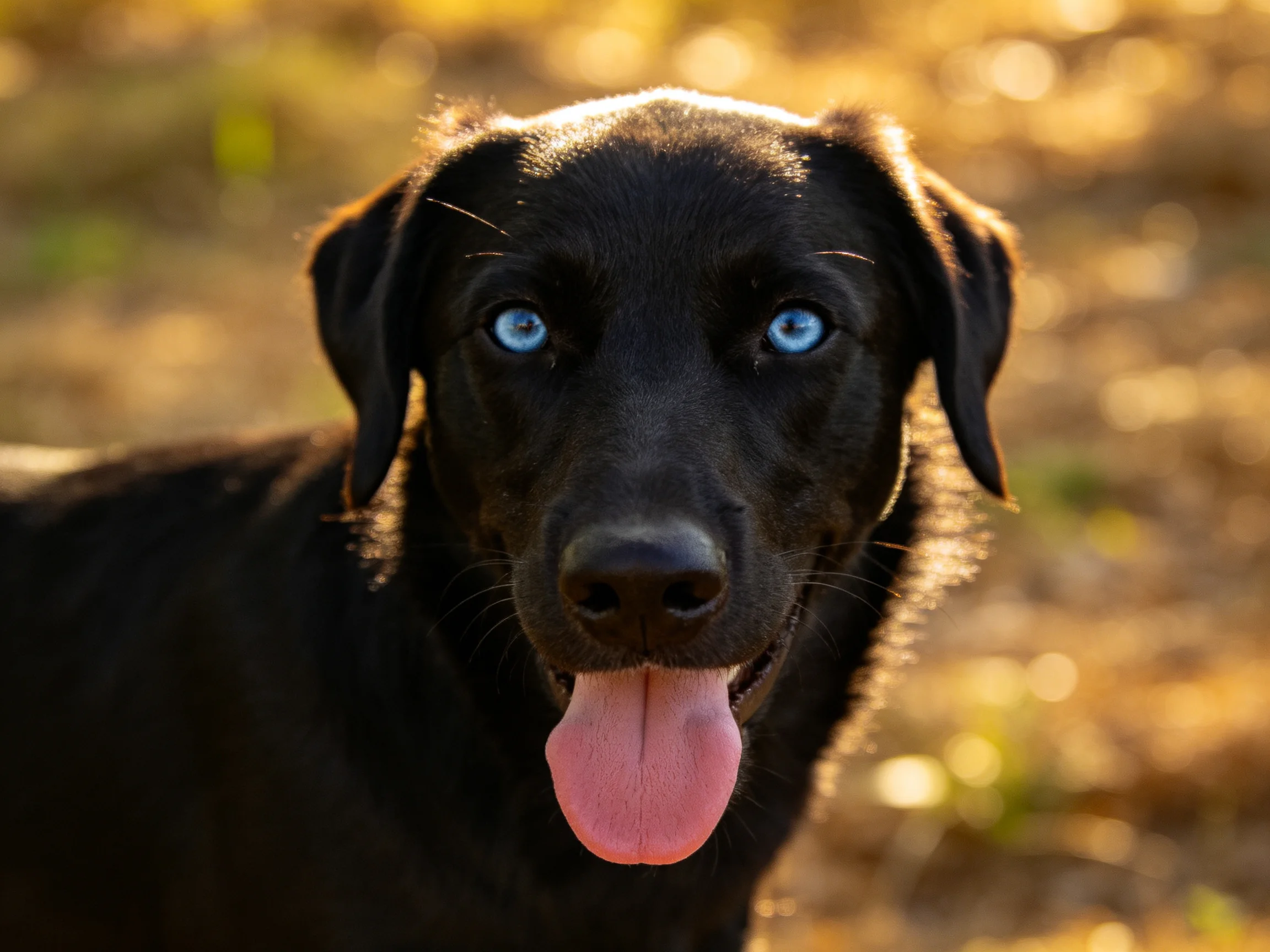 A black dog with blue eyes pants contentedly outside