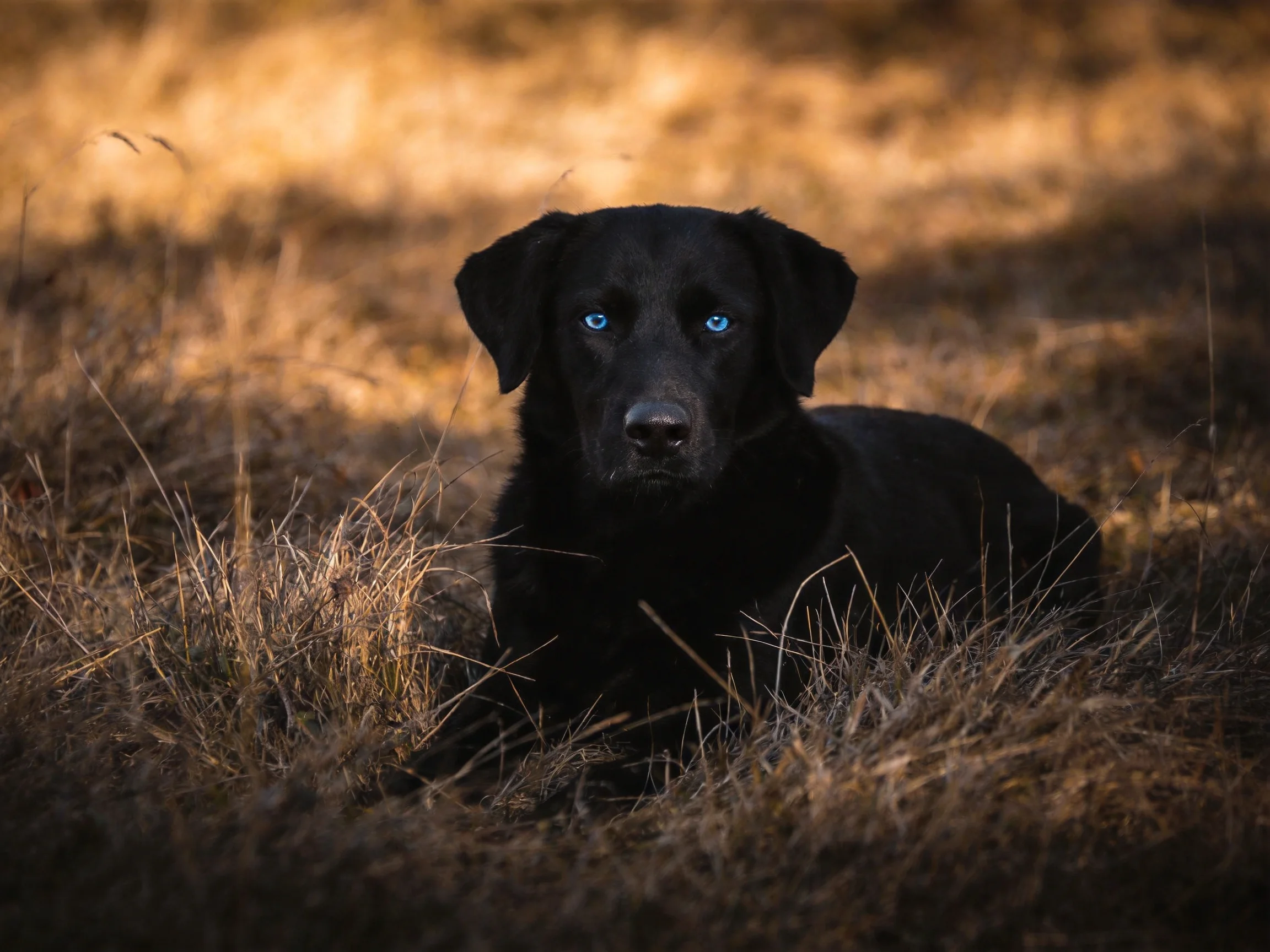 A black dog with vivid blue eyes lies amid dry, golden grass