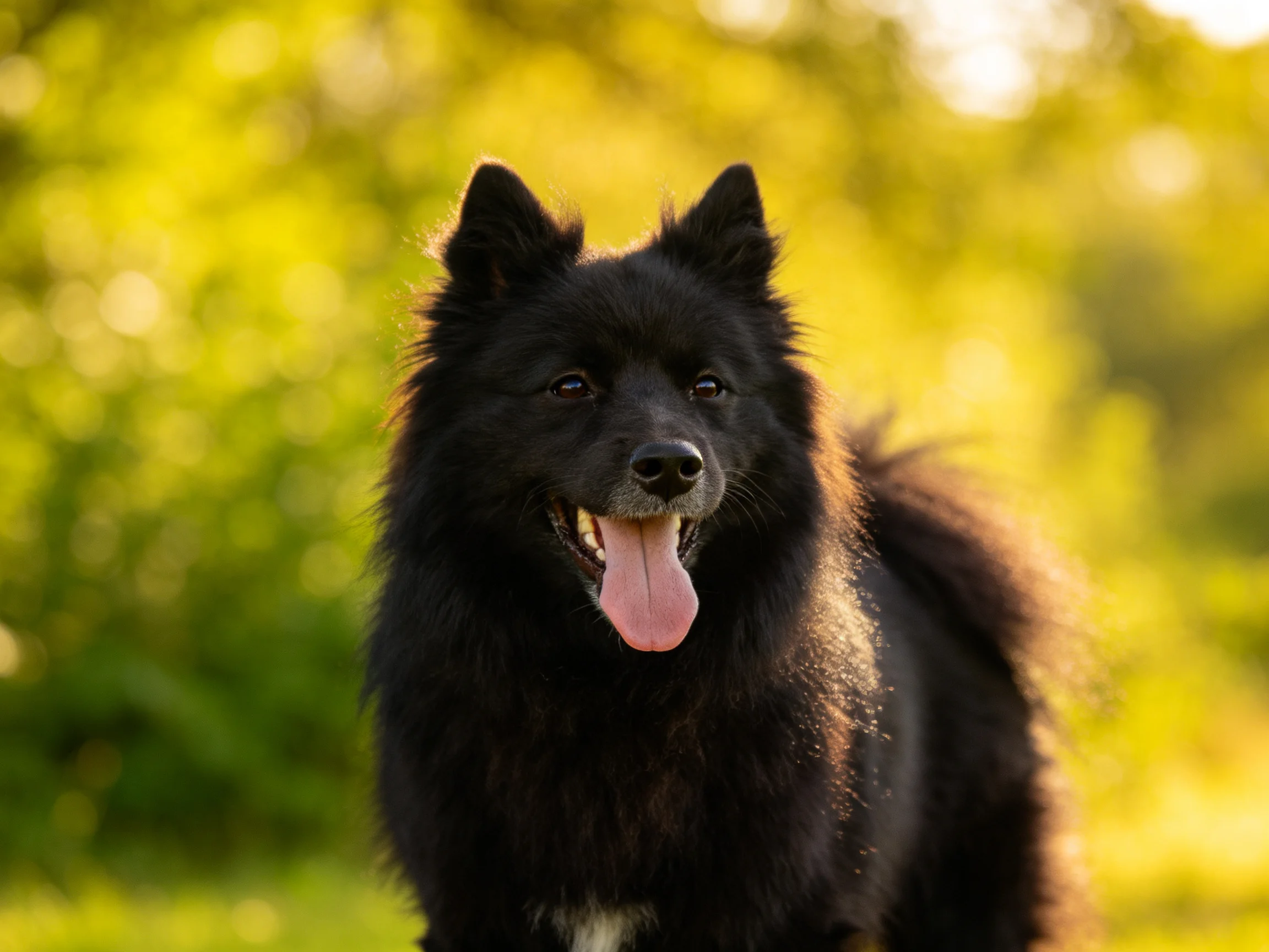 A black fluffy dog stands in a sunlit green outdoor area.