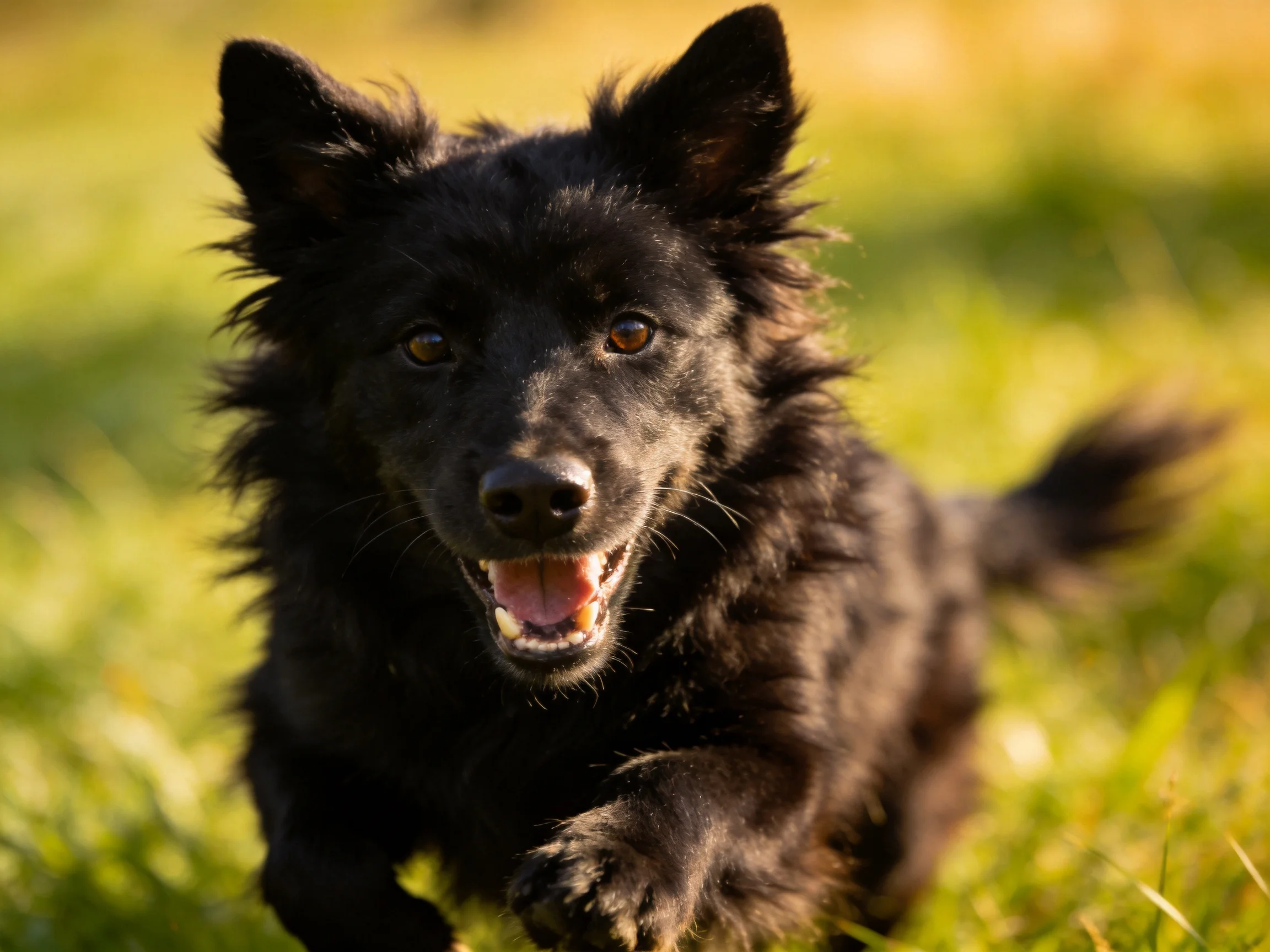 A black, shaggy dog running joyfully in a sunlit grassy meadow