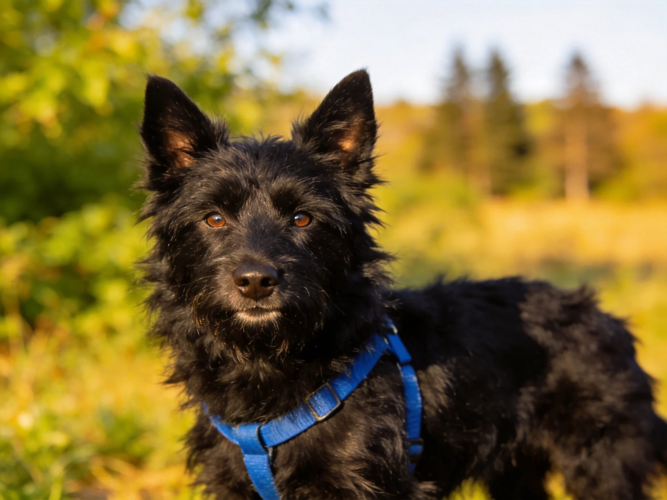 A black shaggy dog with a blue harness stands in a sunlit natural environment.
