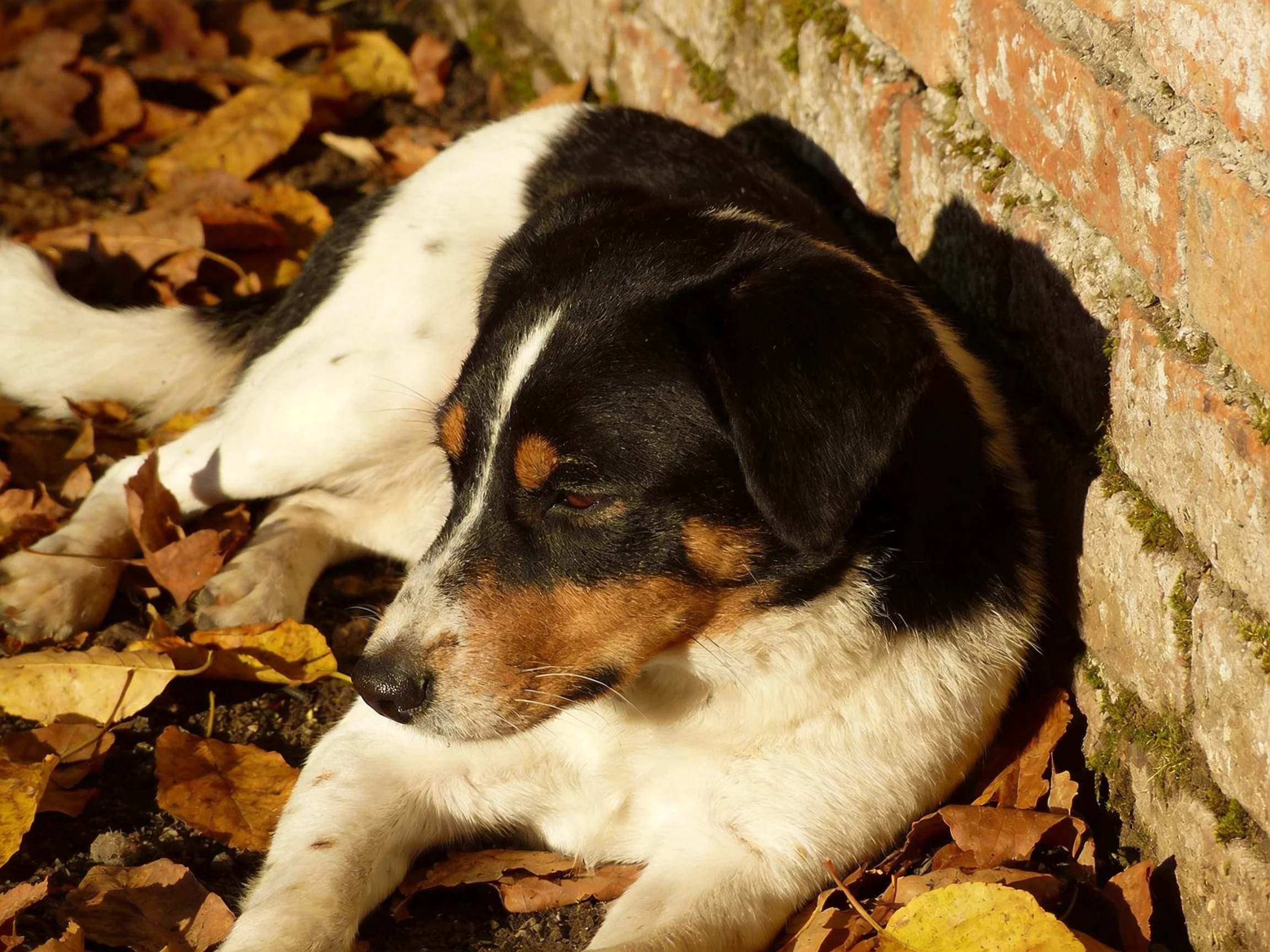 A multicolored dog relaxes beside a brick wall surrounded by autumn foliage.