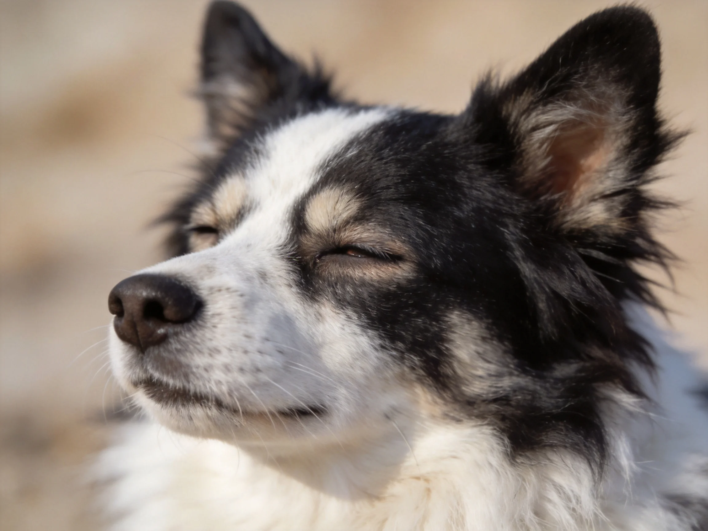 A close - up of a black, white, and tan dog with closed eyes outdoors.