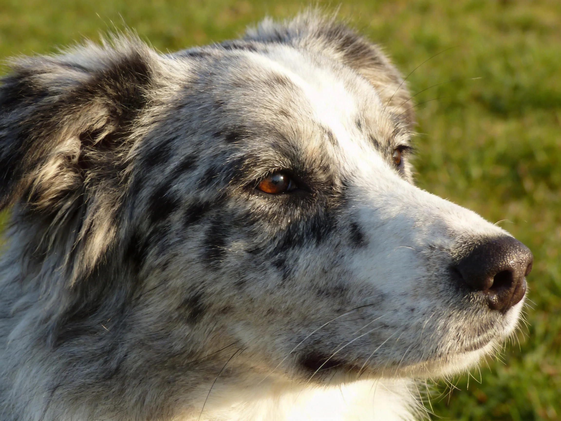 A blue merle dog with white patches in a grassy outdoor setting