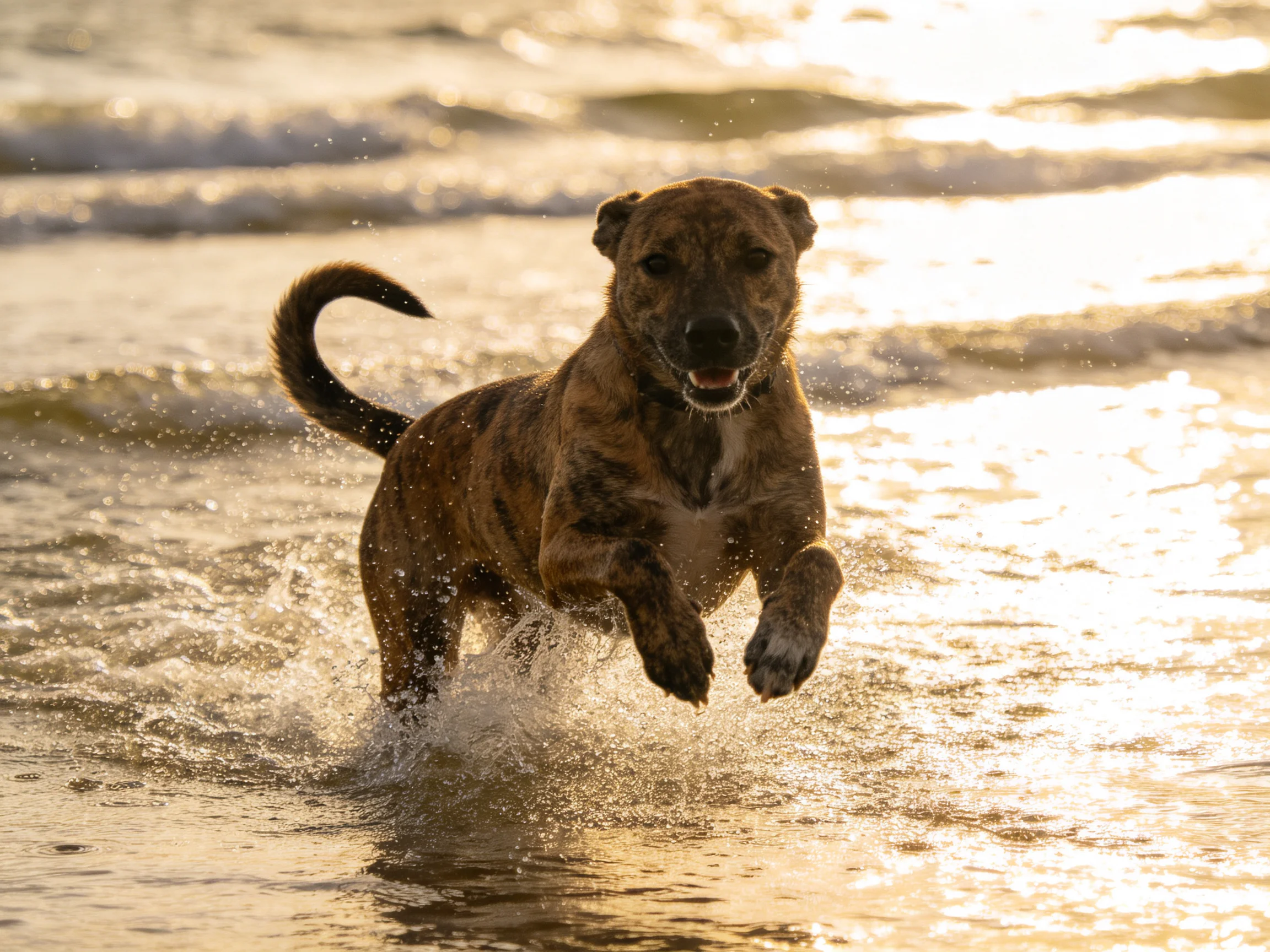 A brindle - coated dog bounds through shimmering ocean waves at sunset