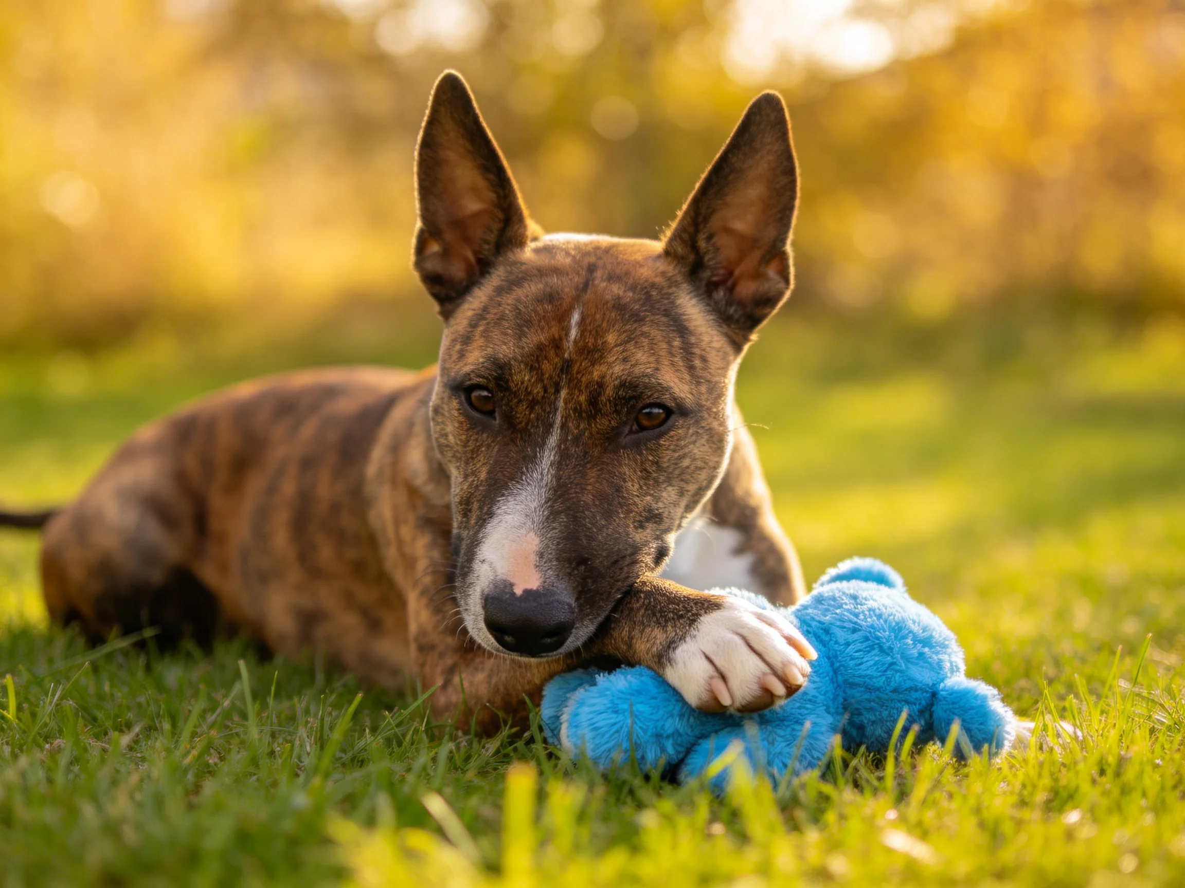 A brindle - coated dog rests with a bright blue stuffed toy on green grass
