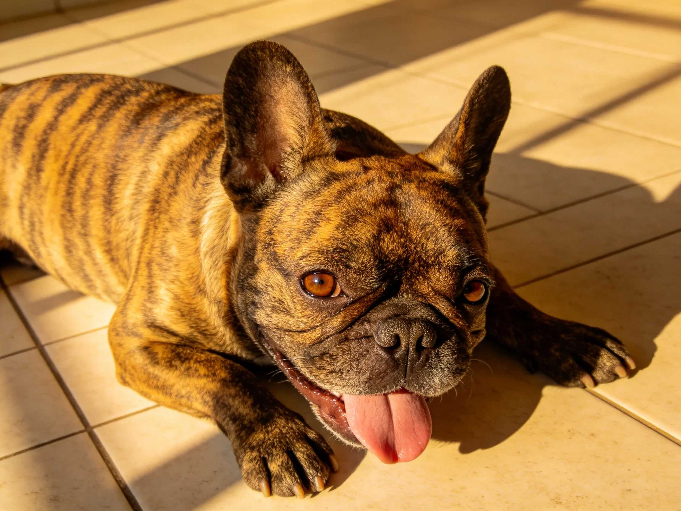 A brindle-coated French bulldog rests on sunlit tiled flooring