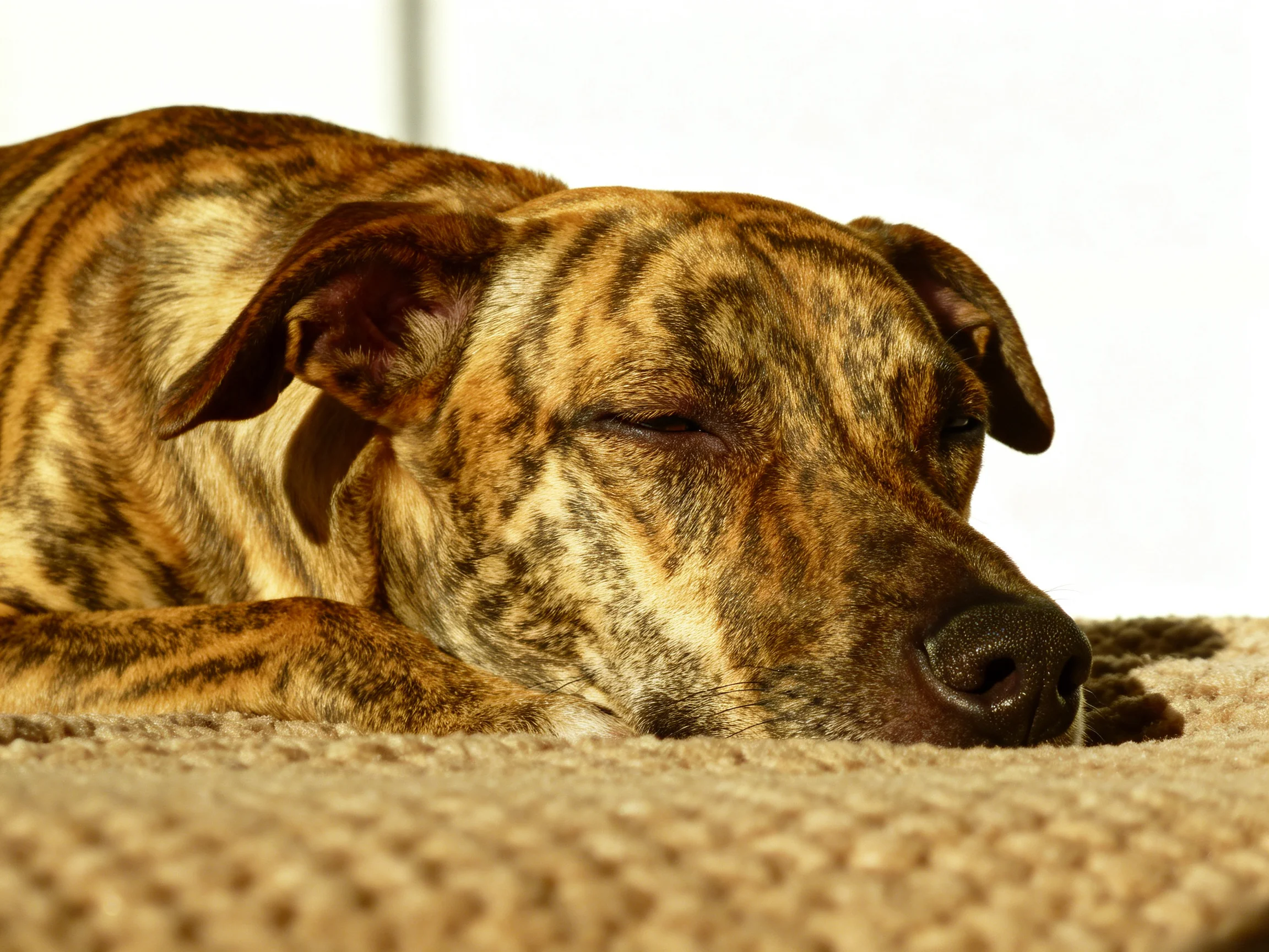 A brindle-patterned dog rests comfortably on a beige mat.