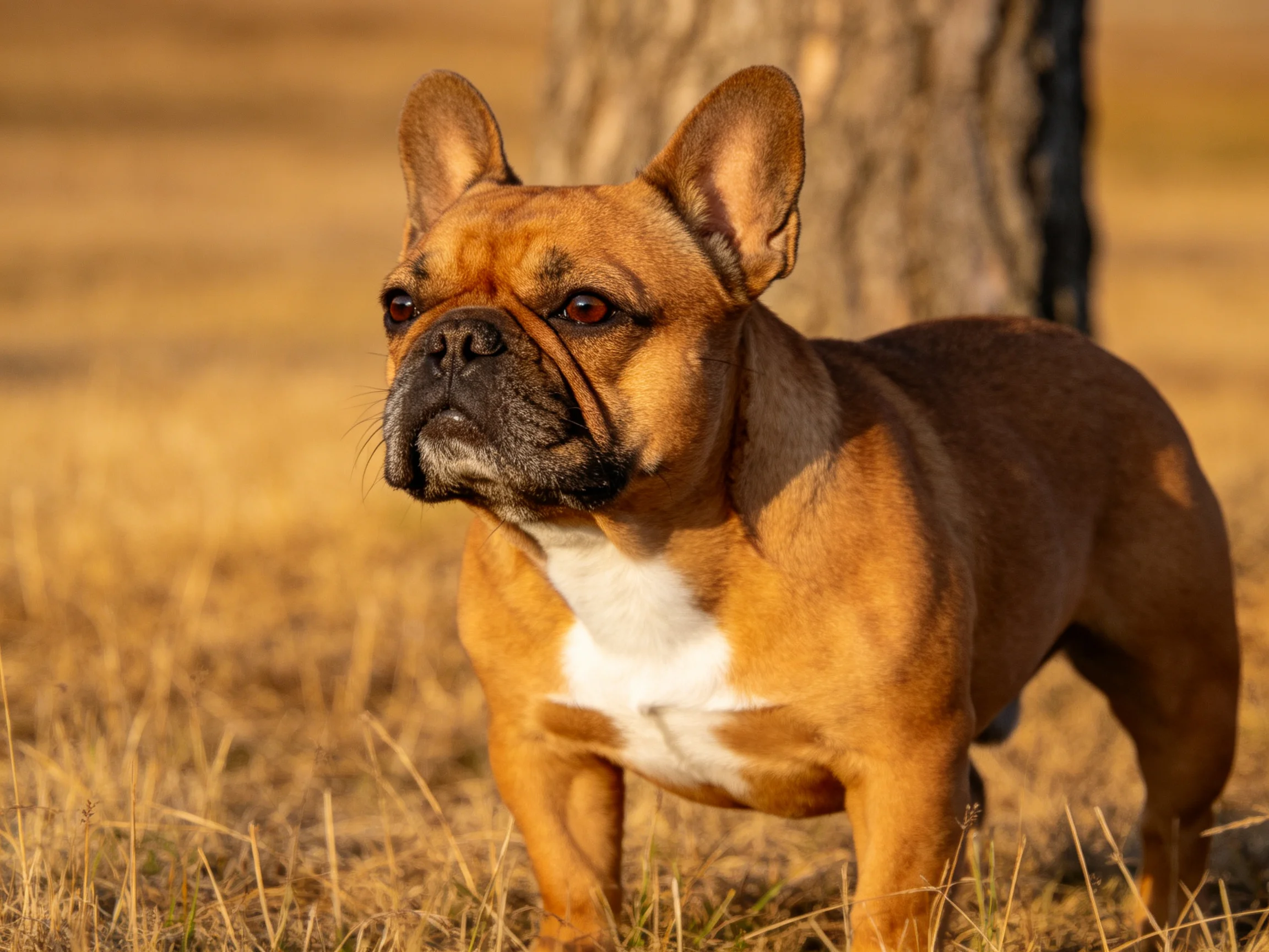 A brown French Bulldog stands in golden grass near a tree