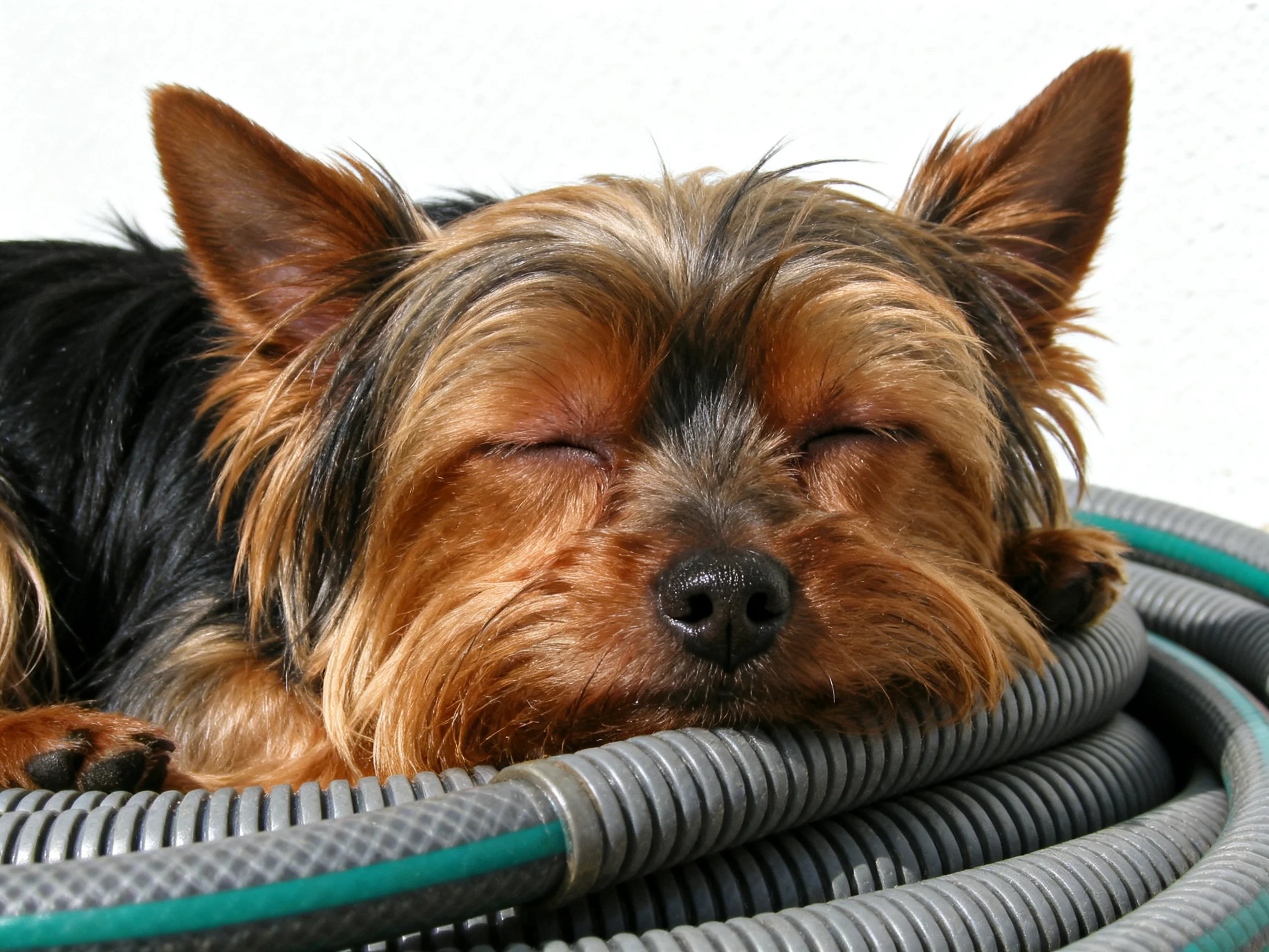 A brown and black Yorkshire Terrier sleeps on coiled hoses