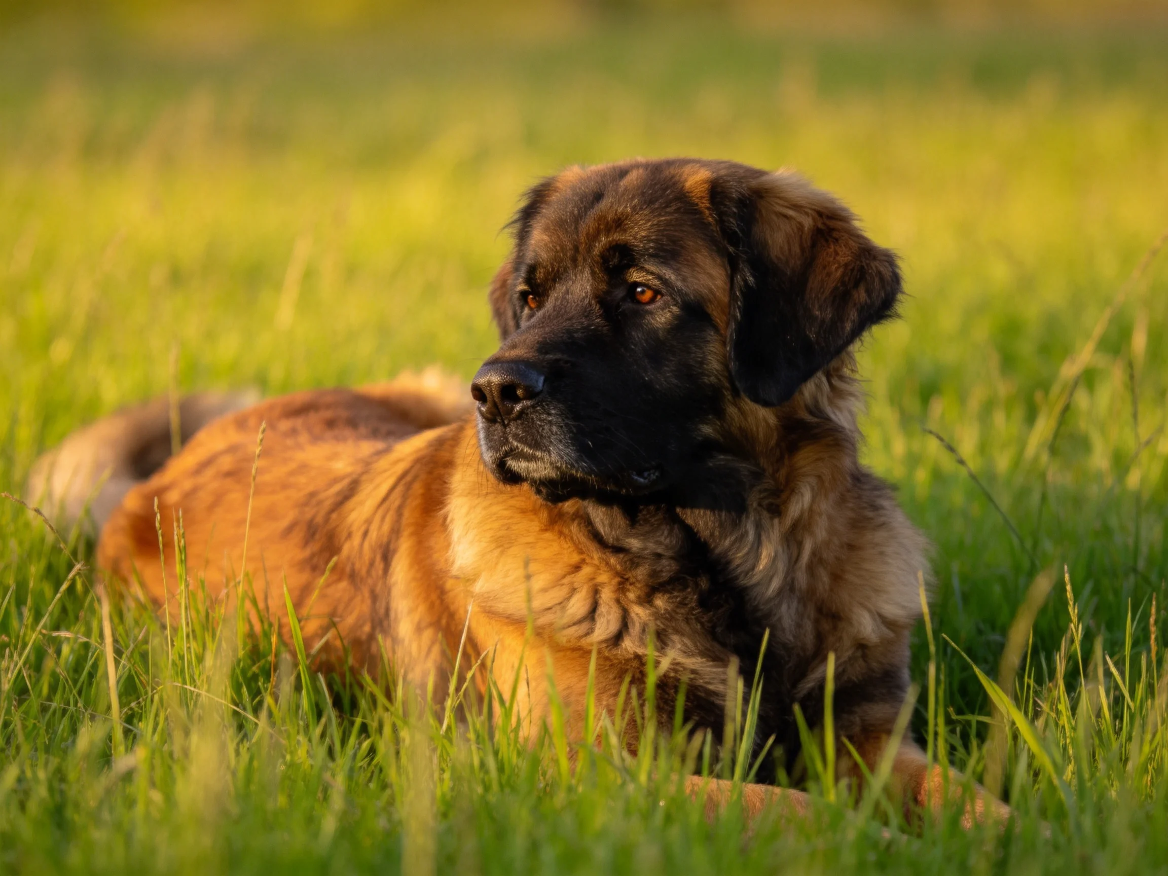 A brown and black dog lies in tall green grass during golden hour
