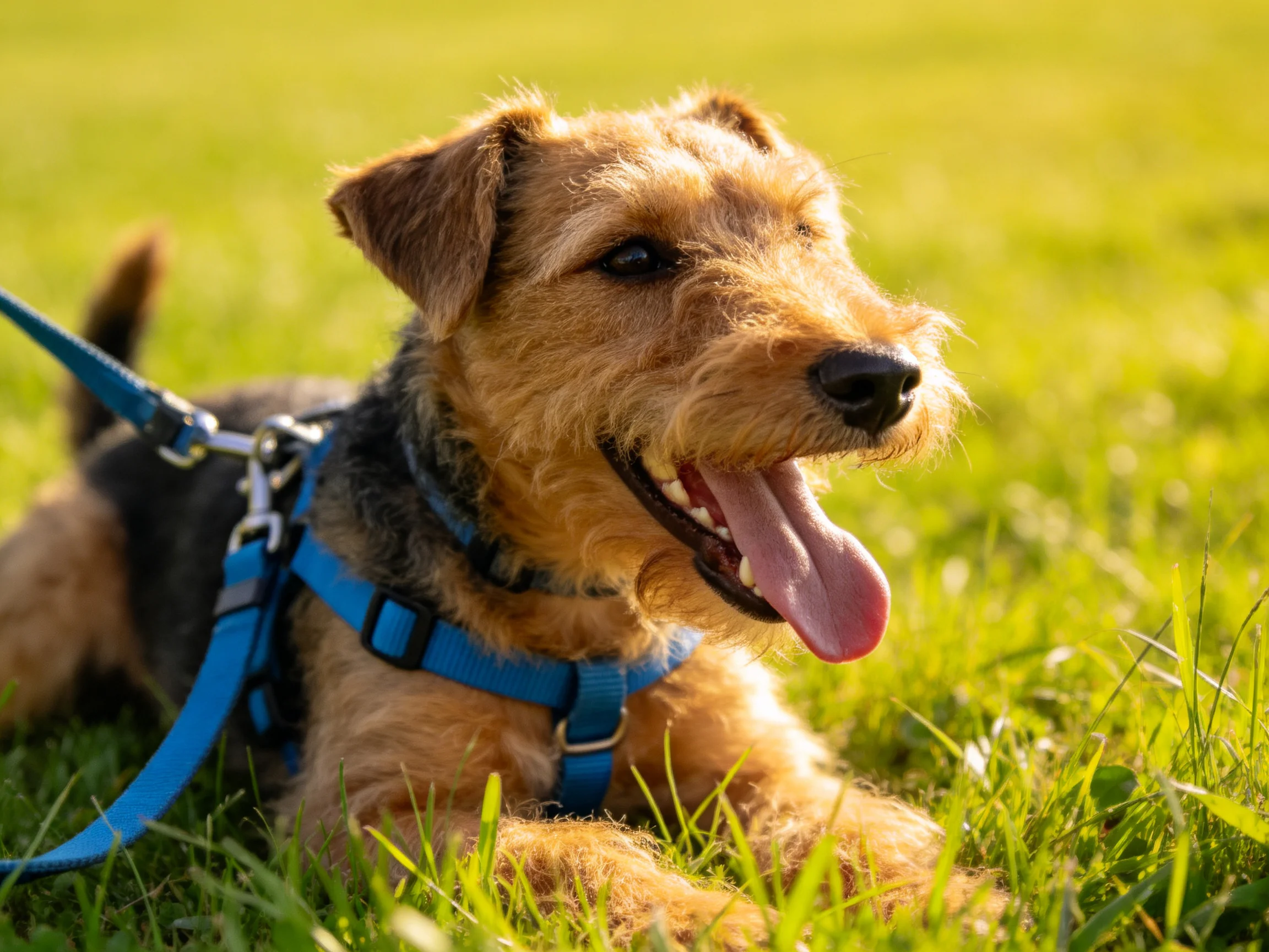 A dog with a blue harness relaxes on green grass.
