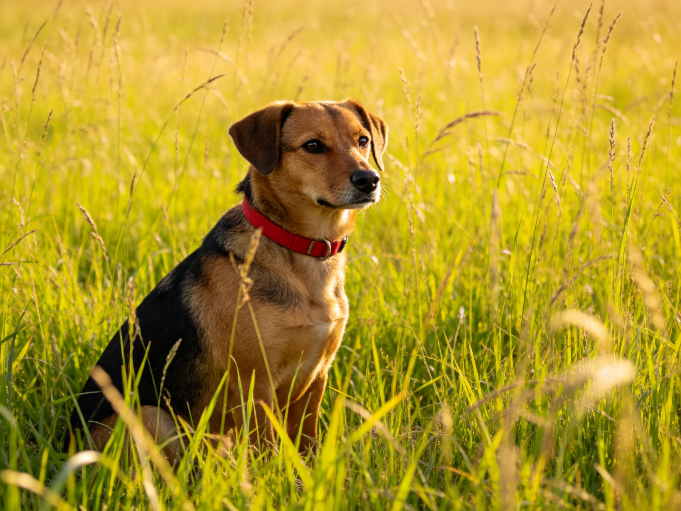 A dog with a red collar sits in tall grass under sunlight