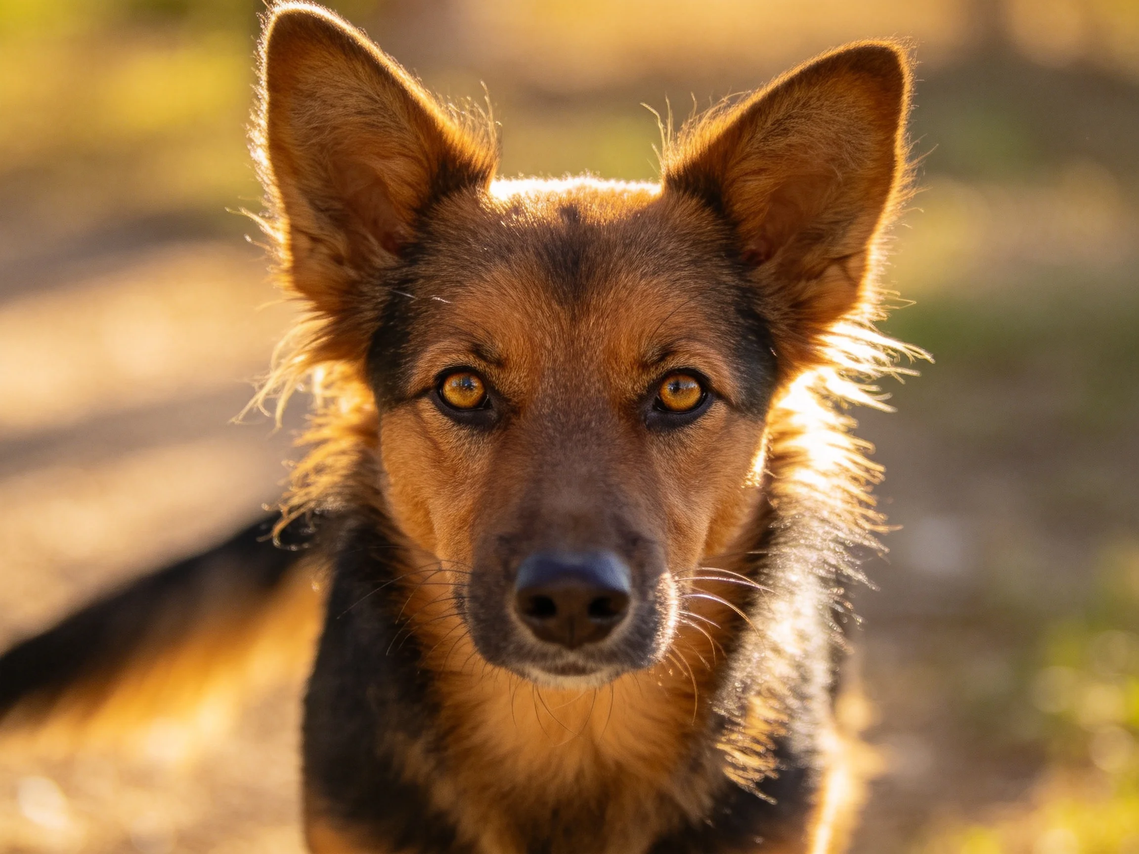 A brown and black dog with upright ears in natural daylight
